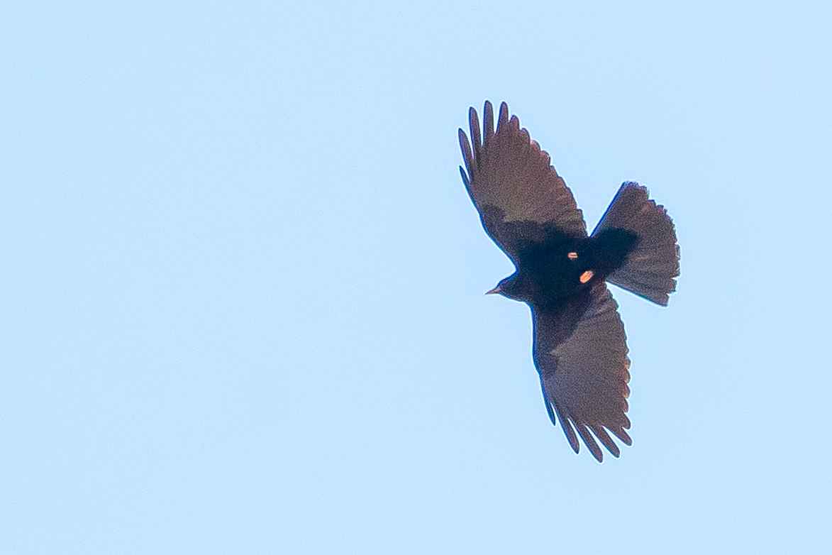 Yellow-billed Chough