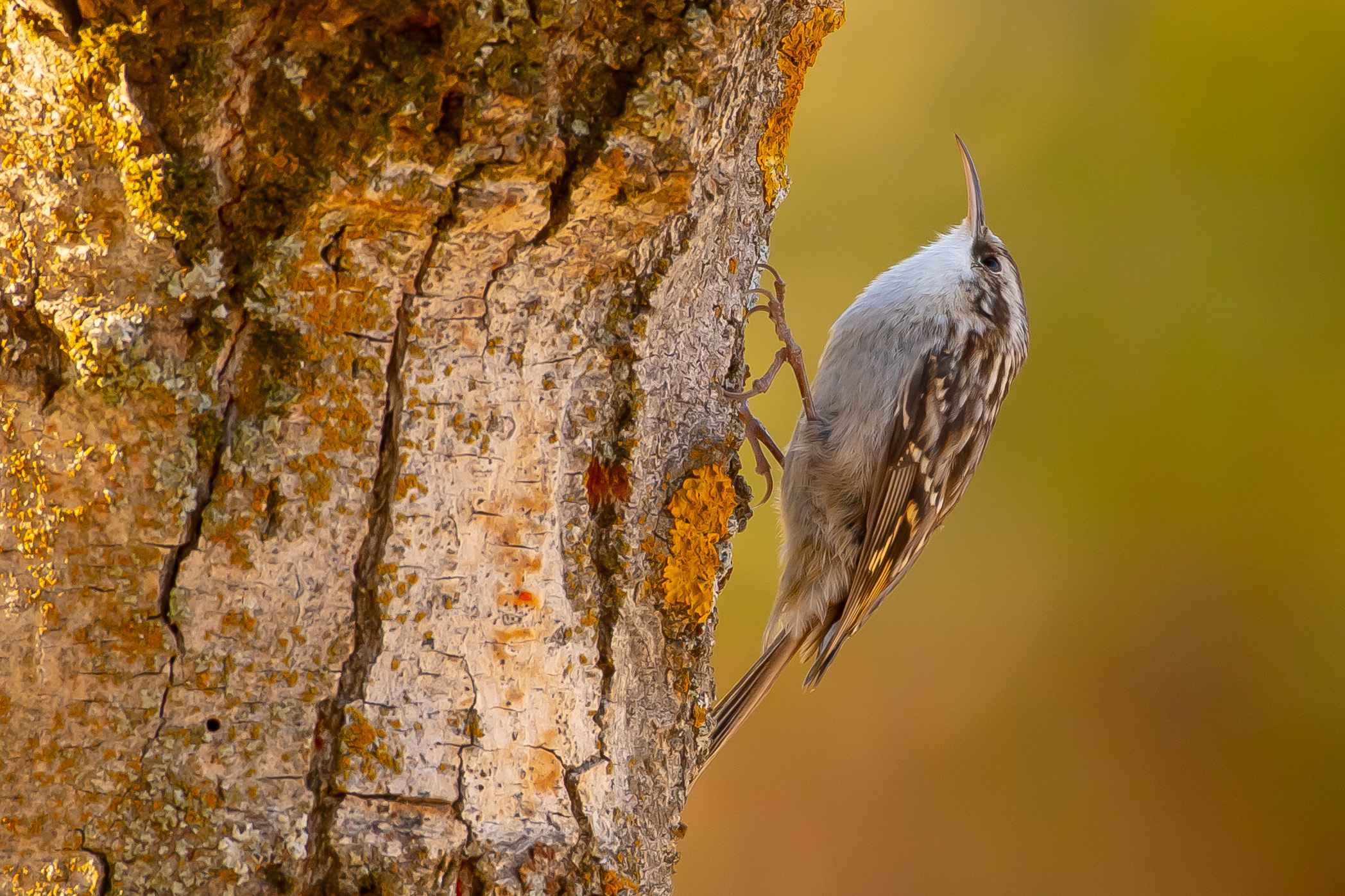 Short-toed Treecreeper