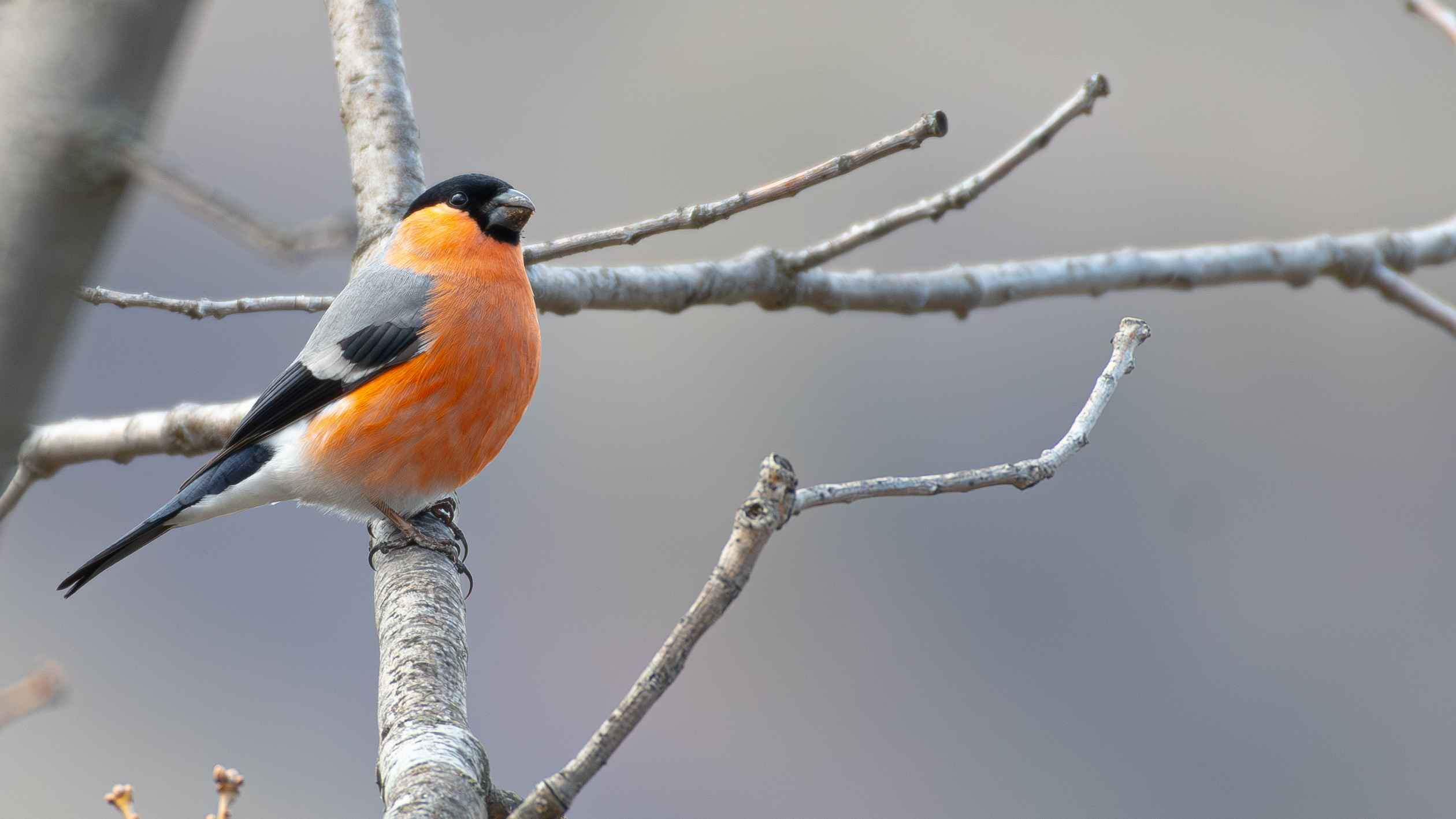 Eurasian Bullfinch