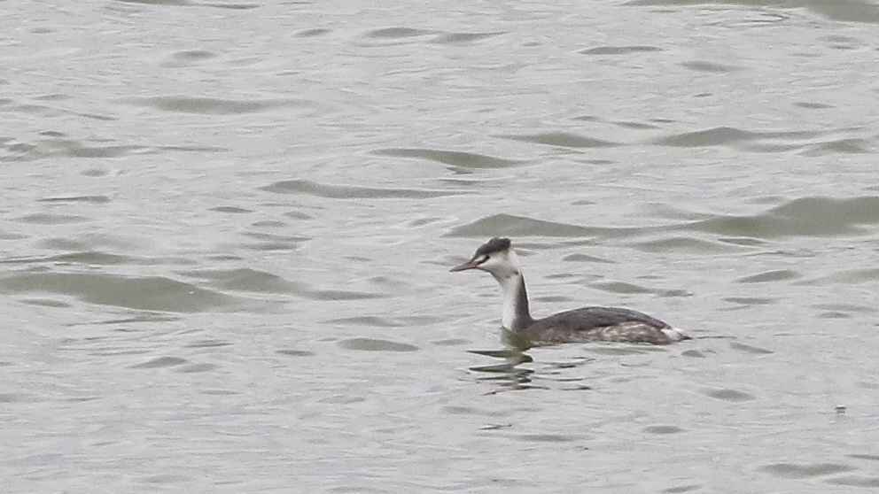 Great Crested Grebe