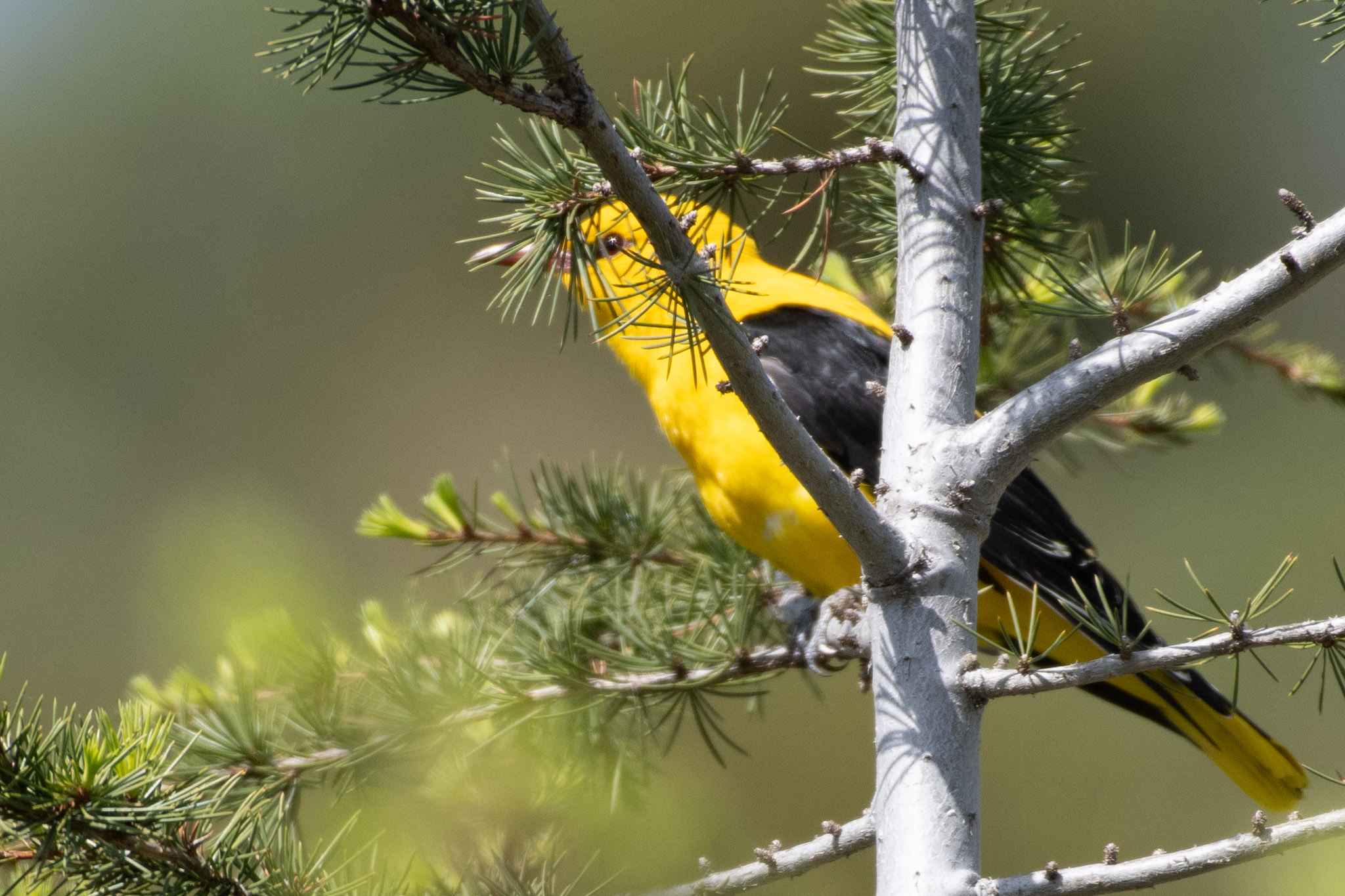 Eurasian Golden Oriole