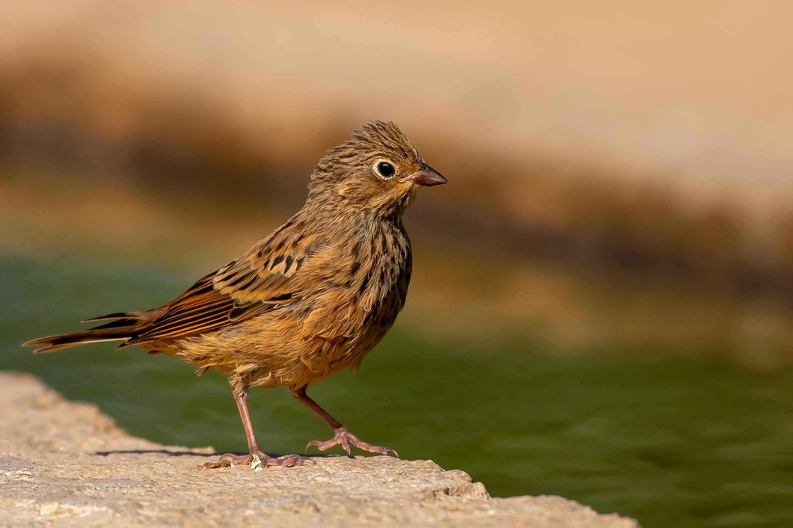 Ortolan Bunting