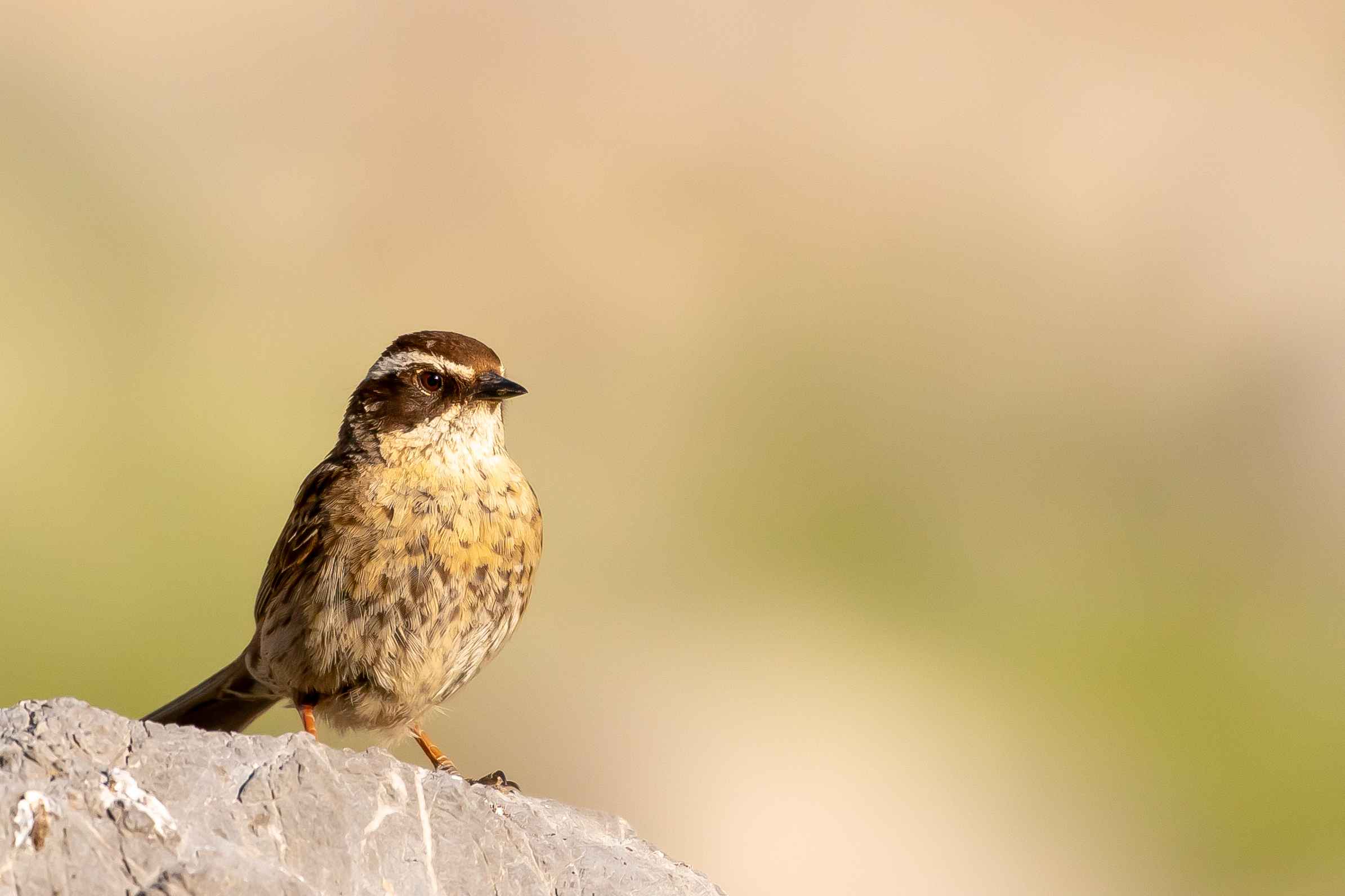 Radde's Accentor