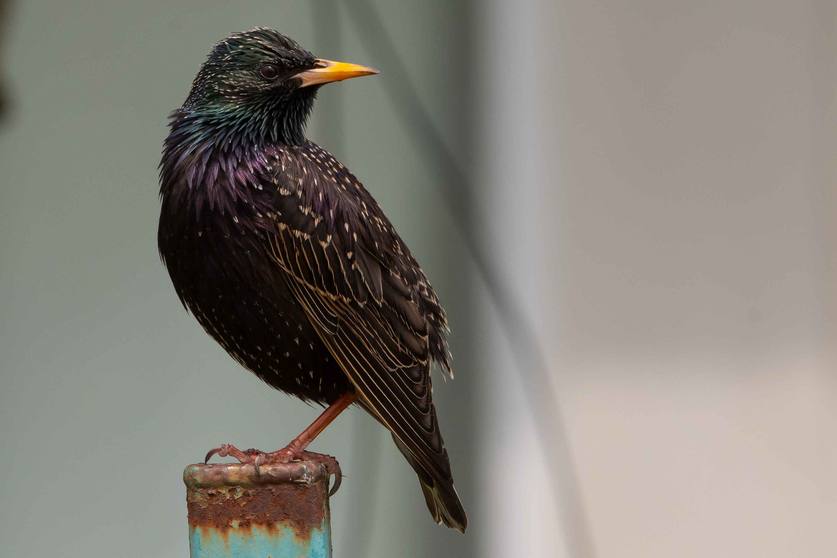 European Starling