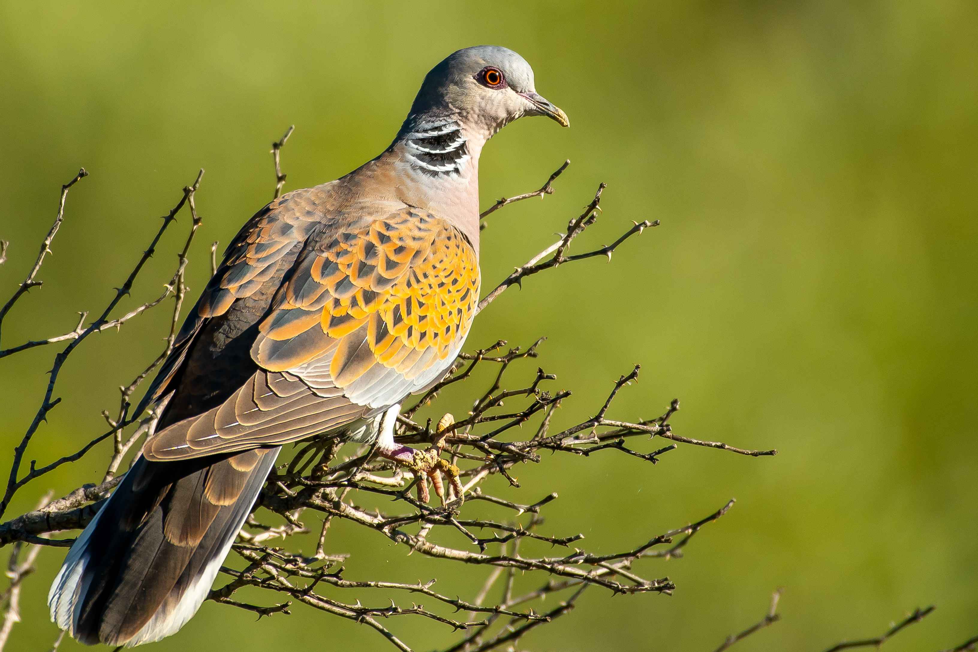 European Turtle-Dove