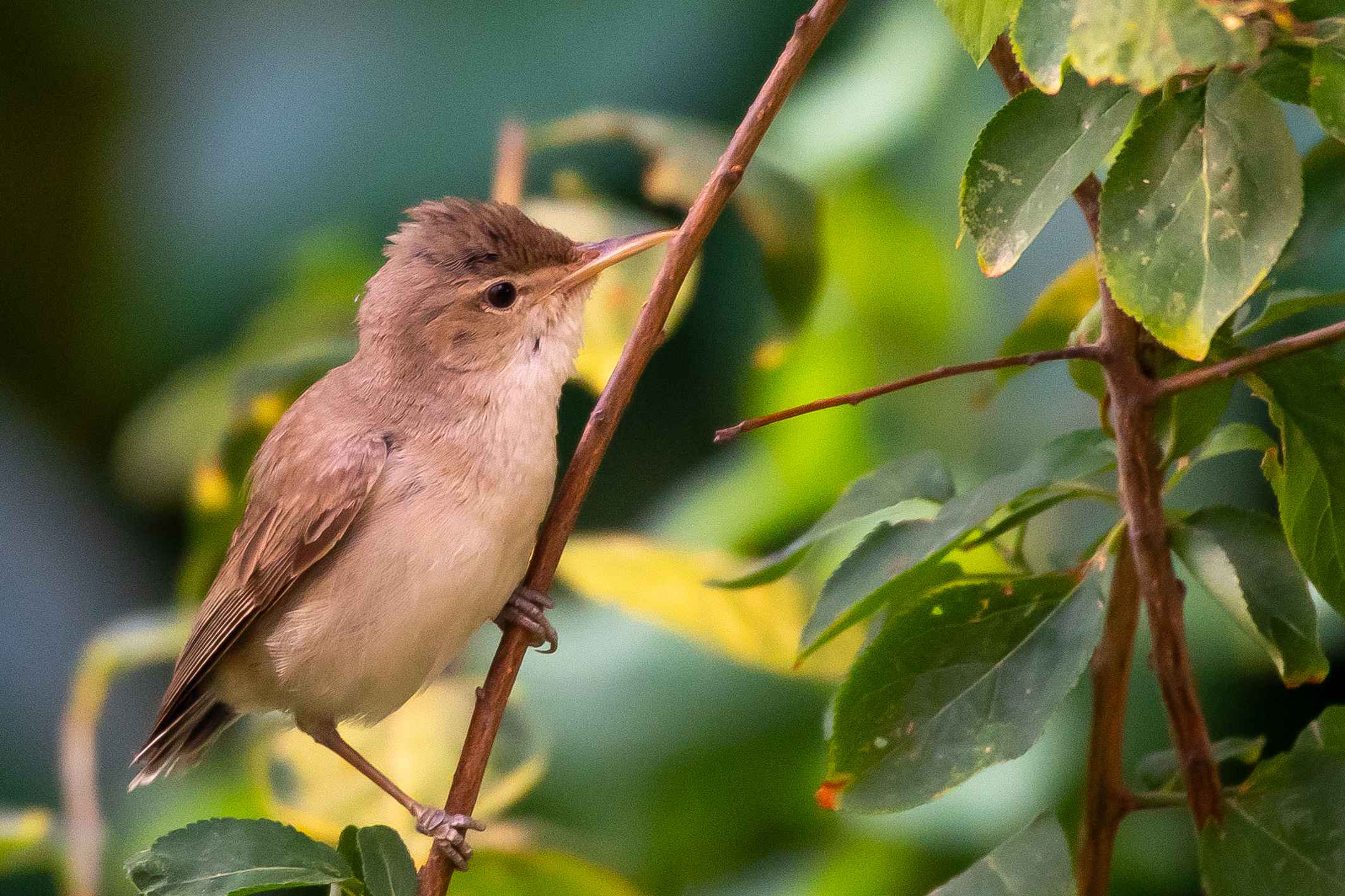 Eastern Olivaceous Warbler