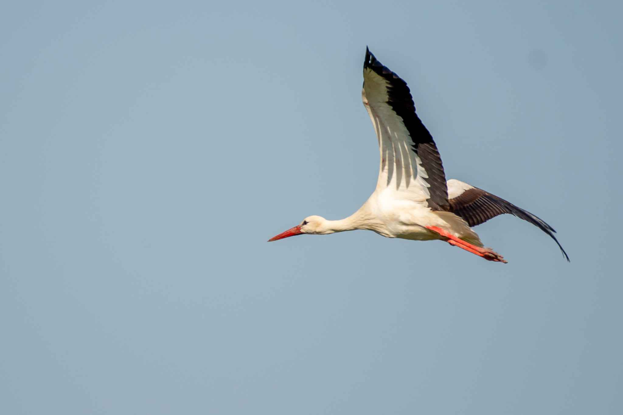 White Stork
