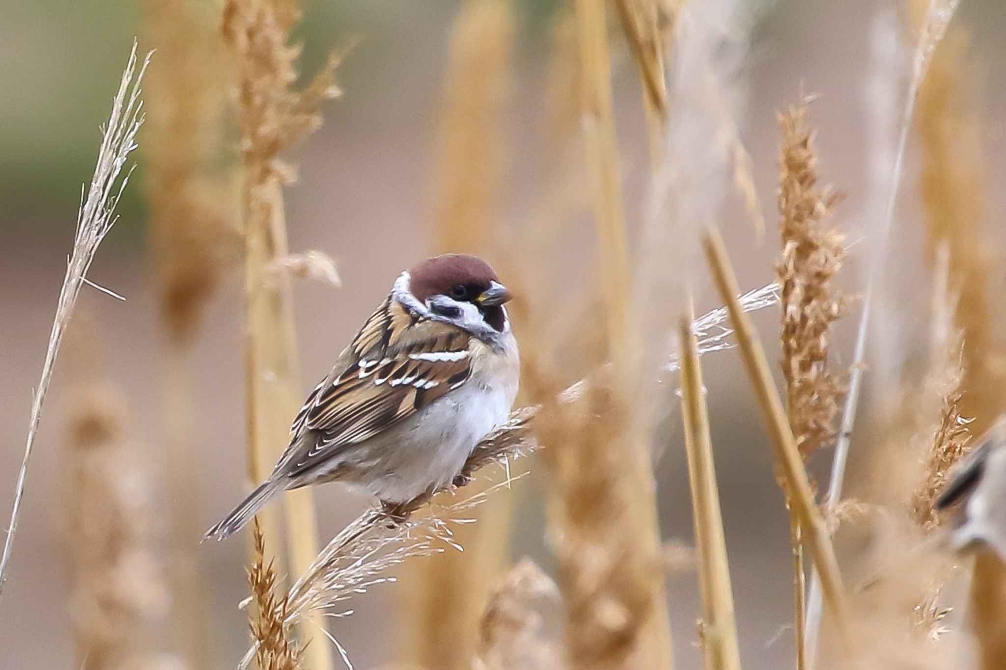 Eurasian Tree Sparrow