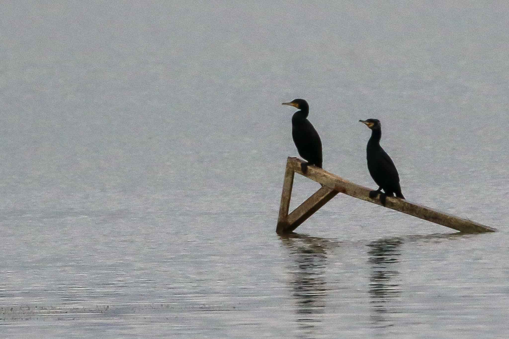 Great Cormorant
