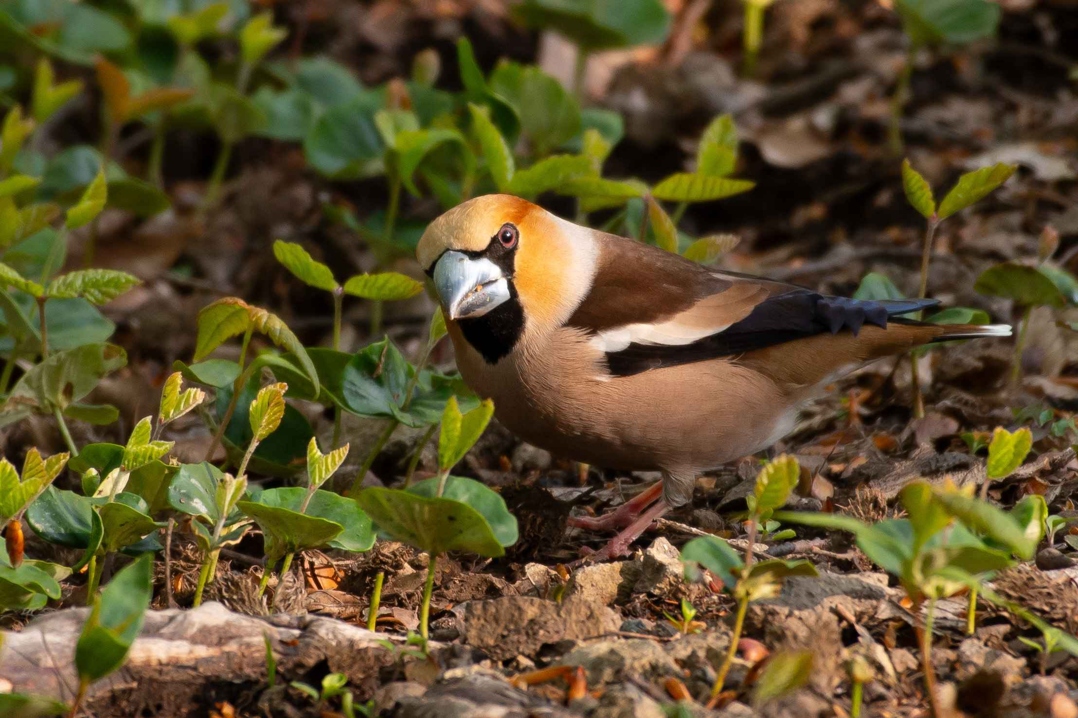 Hawfinch