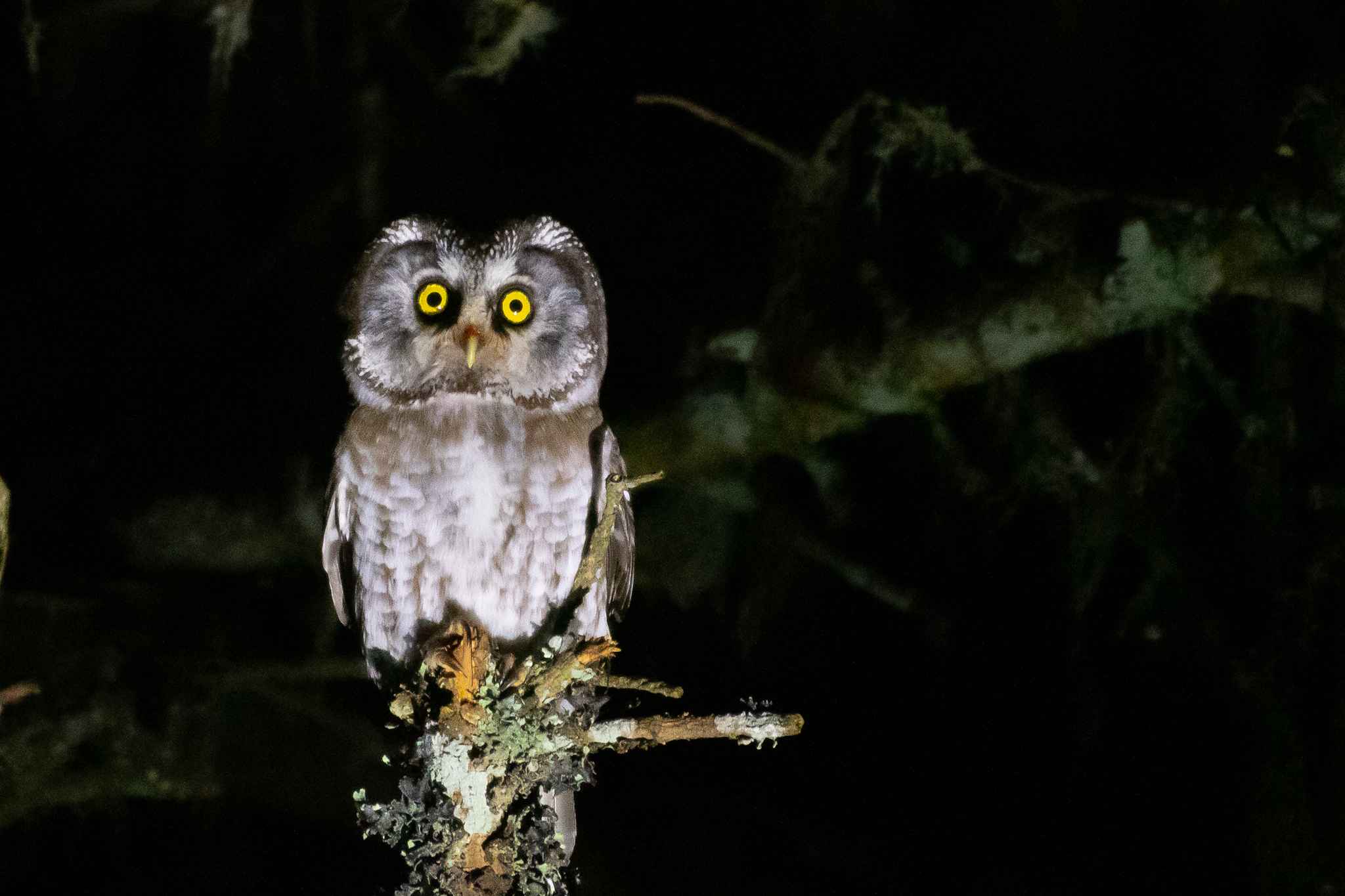 Boreal Owl