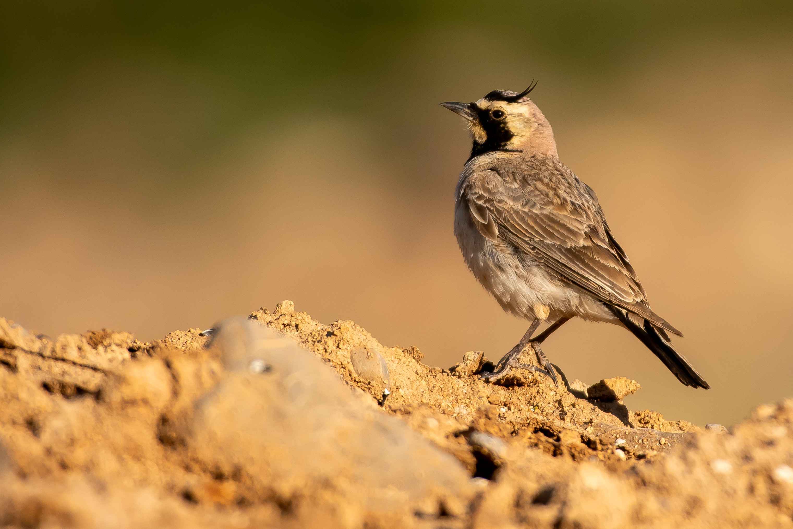 Horned Lark