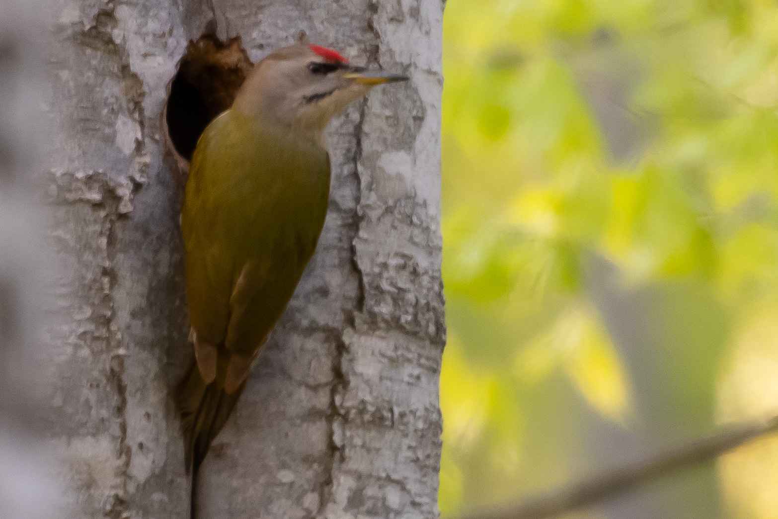 Gray-headed Woodpecker