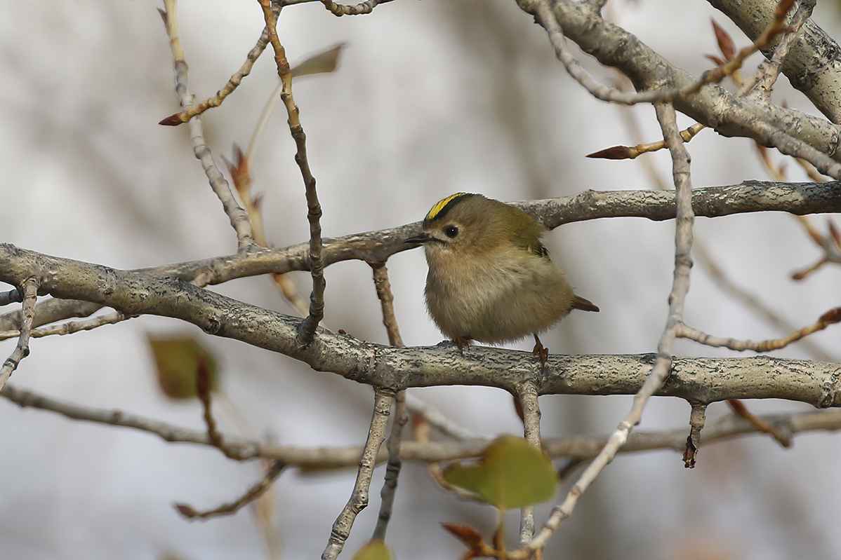 Goldcrest