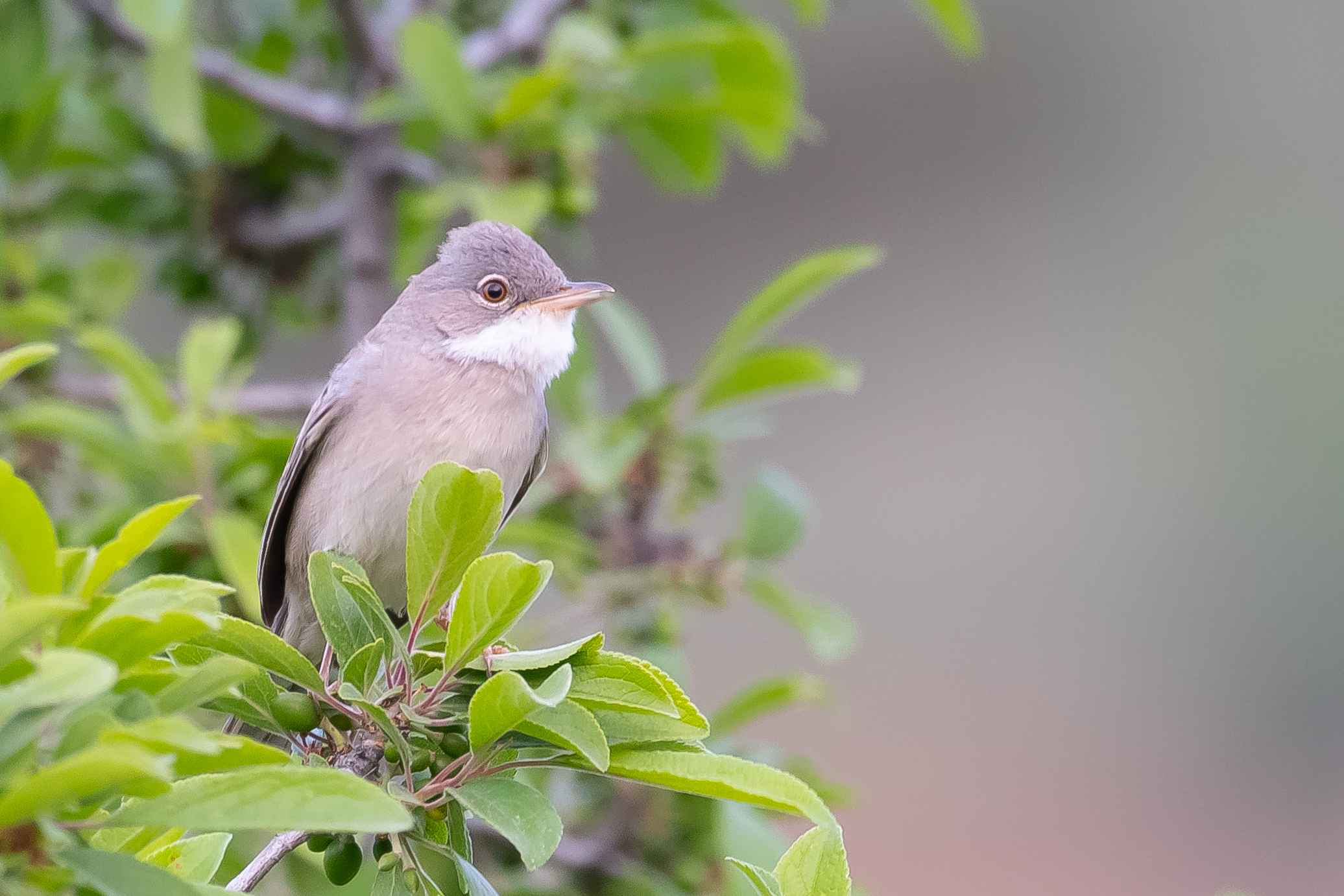 Greater Whitethroat
