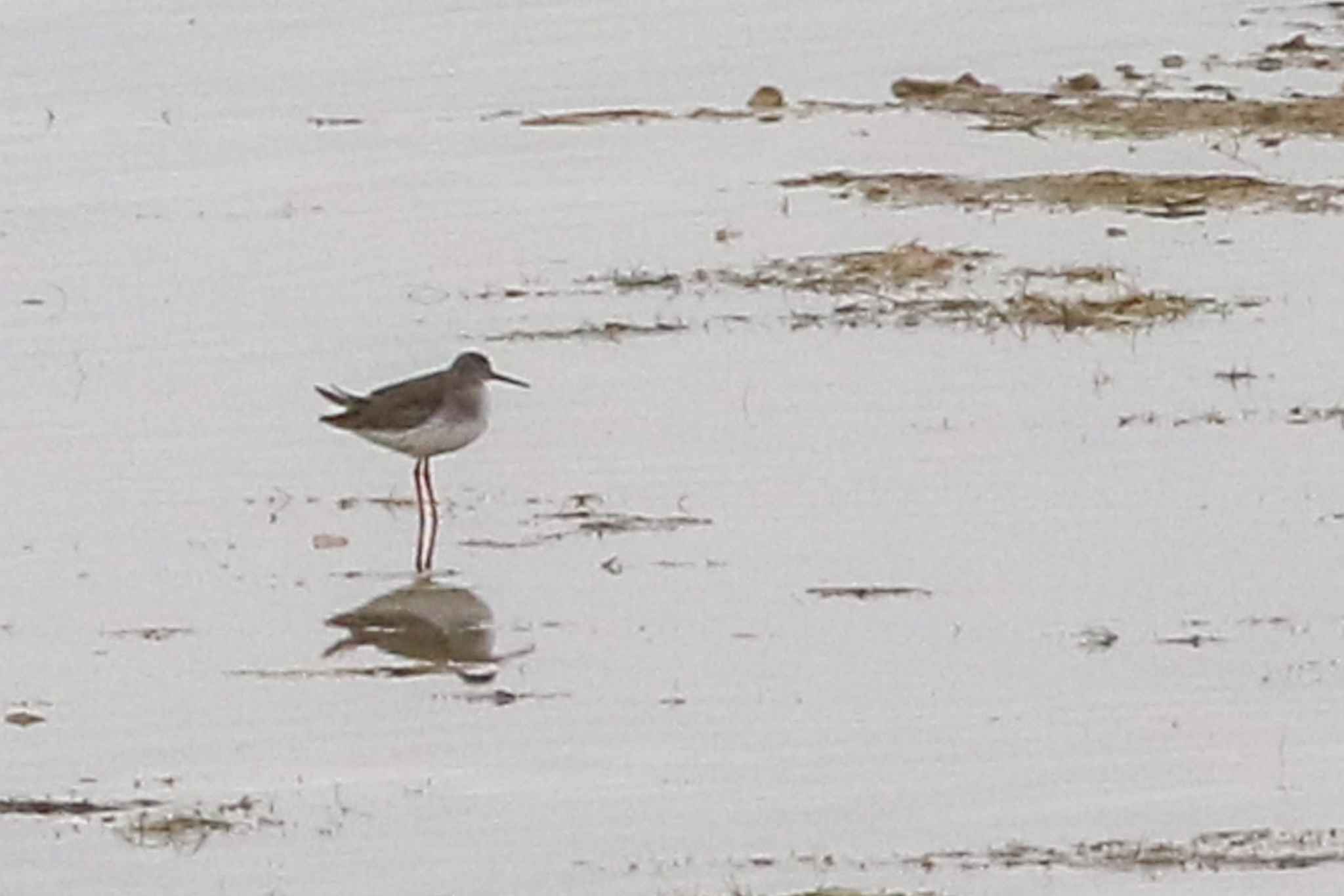 Common Redshank