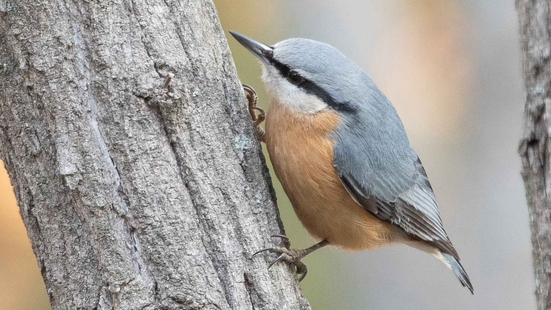 Eurasian Nuthatch