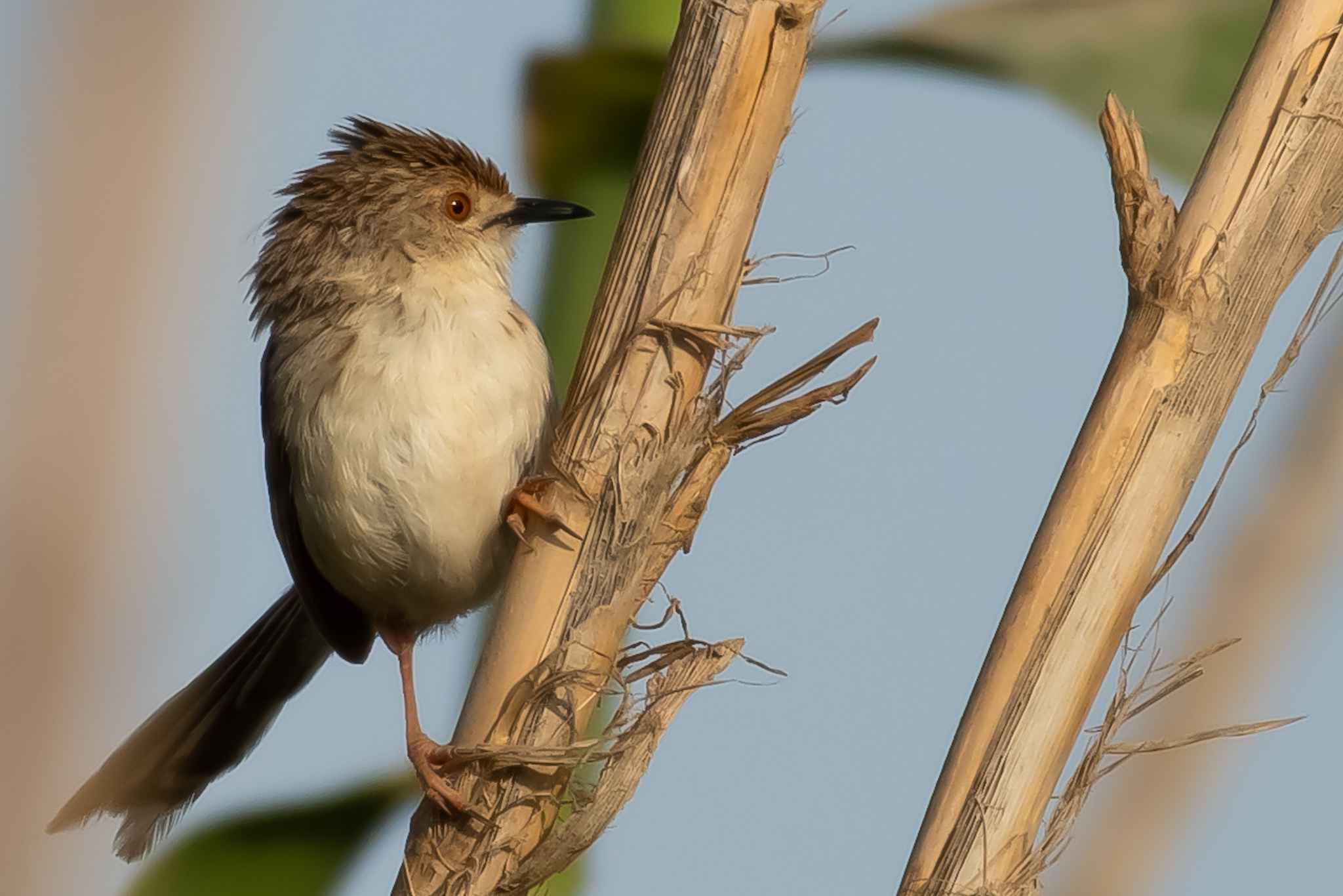 Graceful Prinia