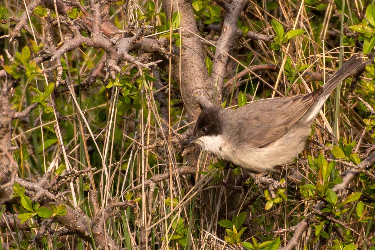 Eastern Orphean Warbler