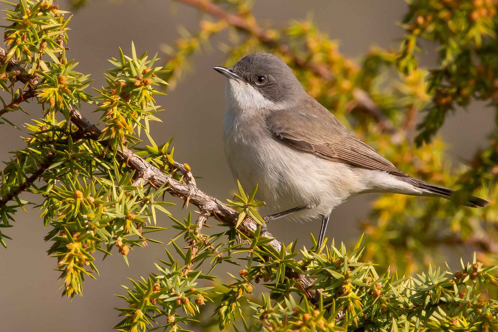 Lesser Whitethroat