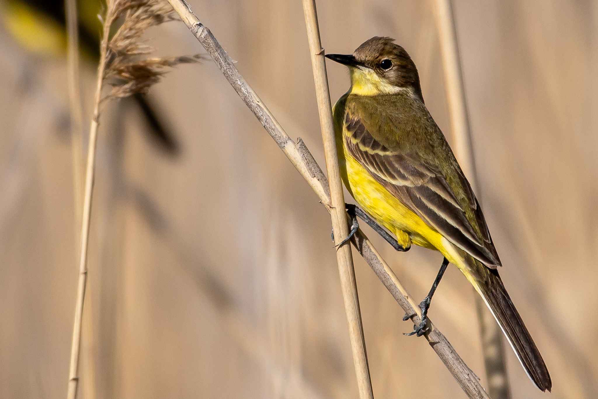 Western Yellow Wagtail