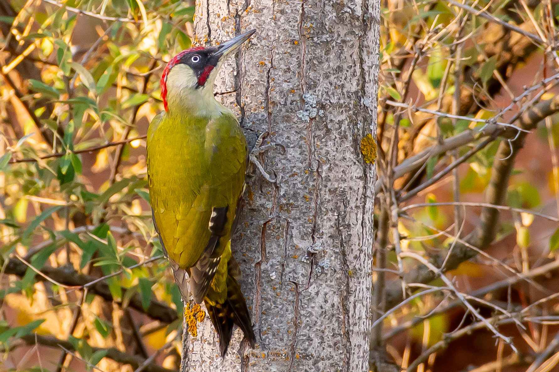 Eurasian Green Woodpecker