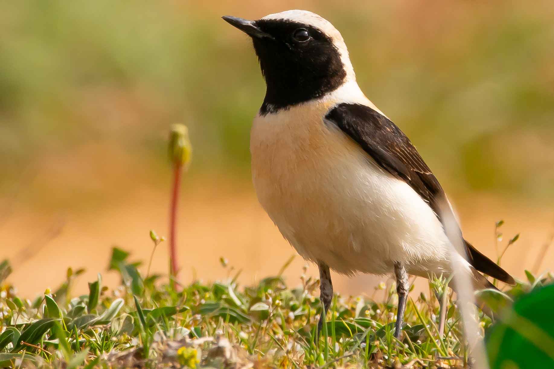 Black-eared Wheatear