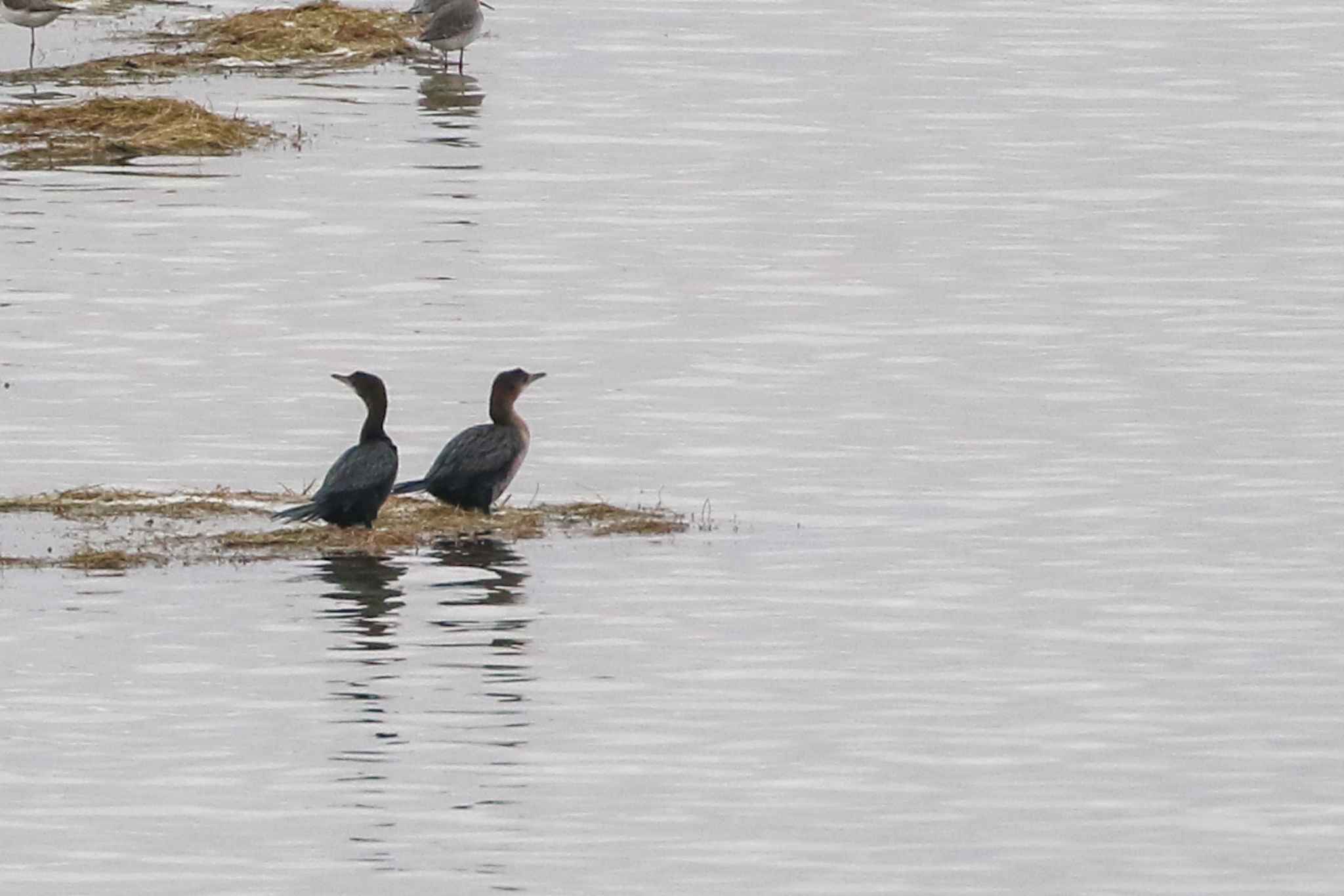 Pygmy Cormorant