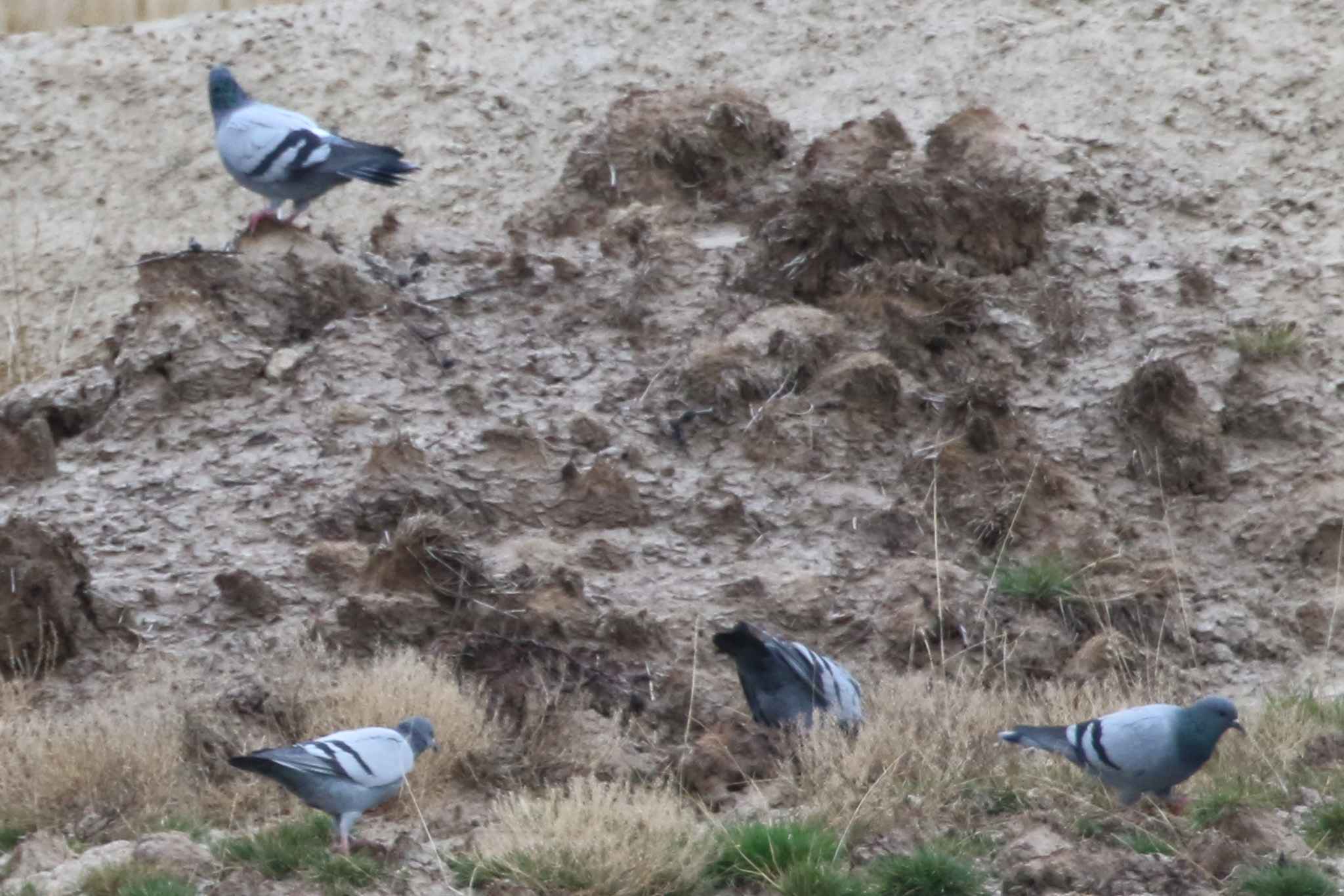 Rock Pigeon