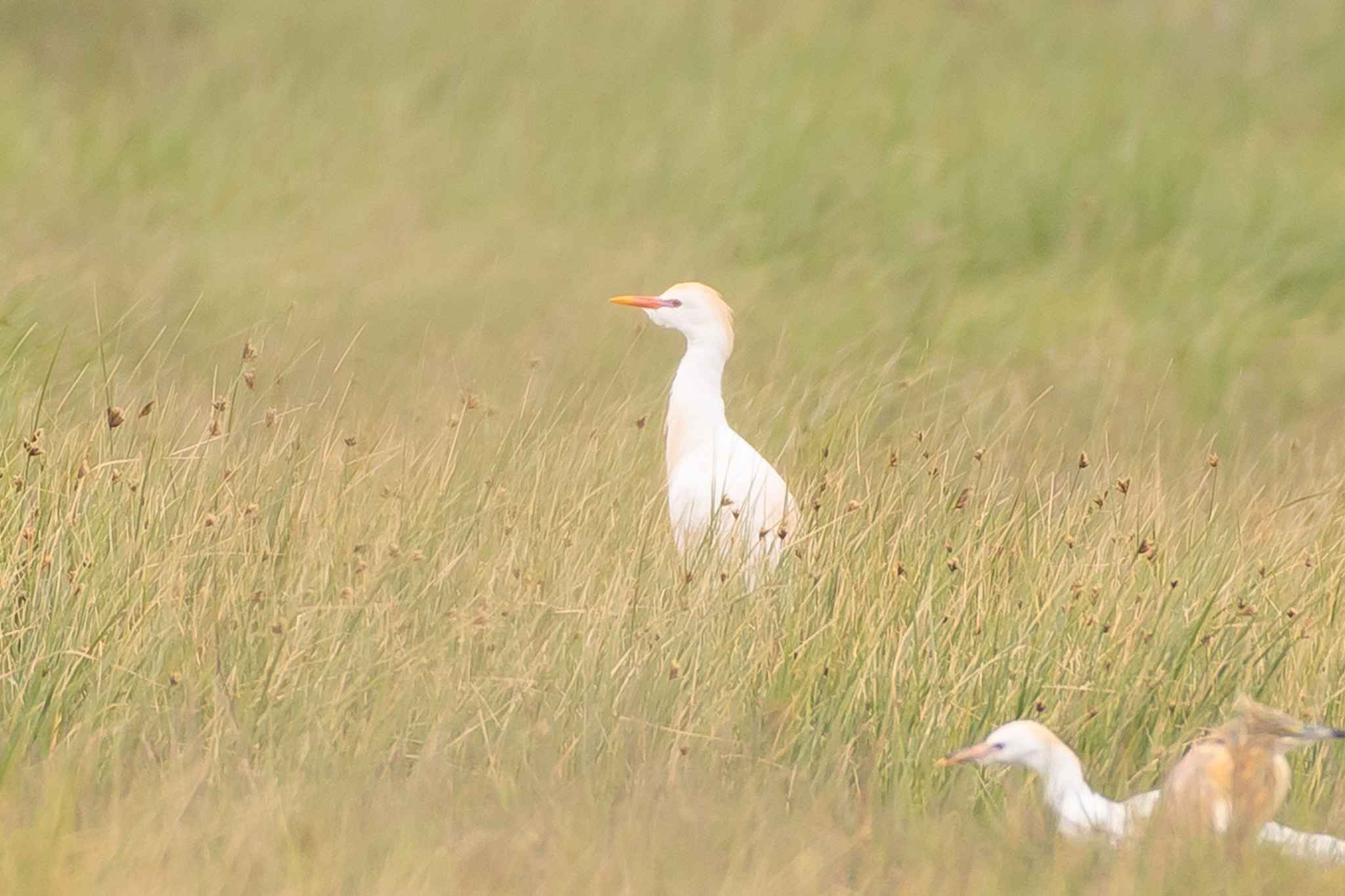 Cattle Egret