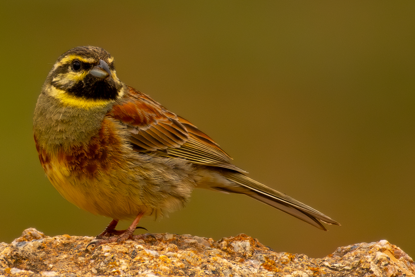 Cirl Bunting