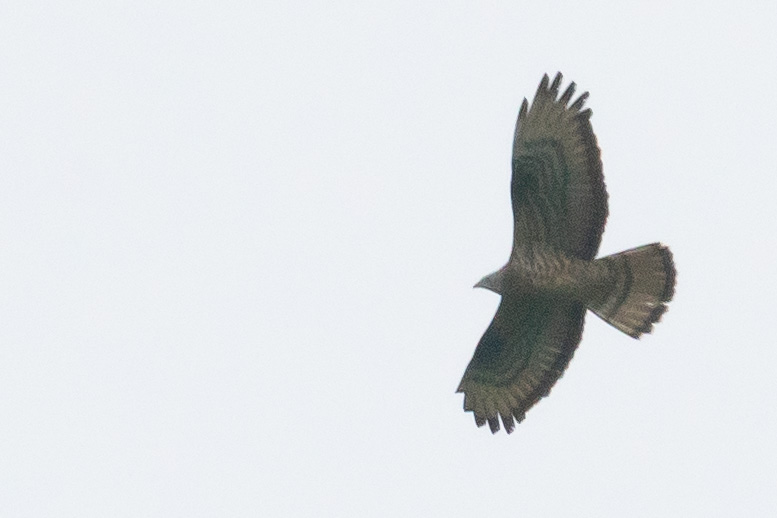 European Honey-buzzard
