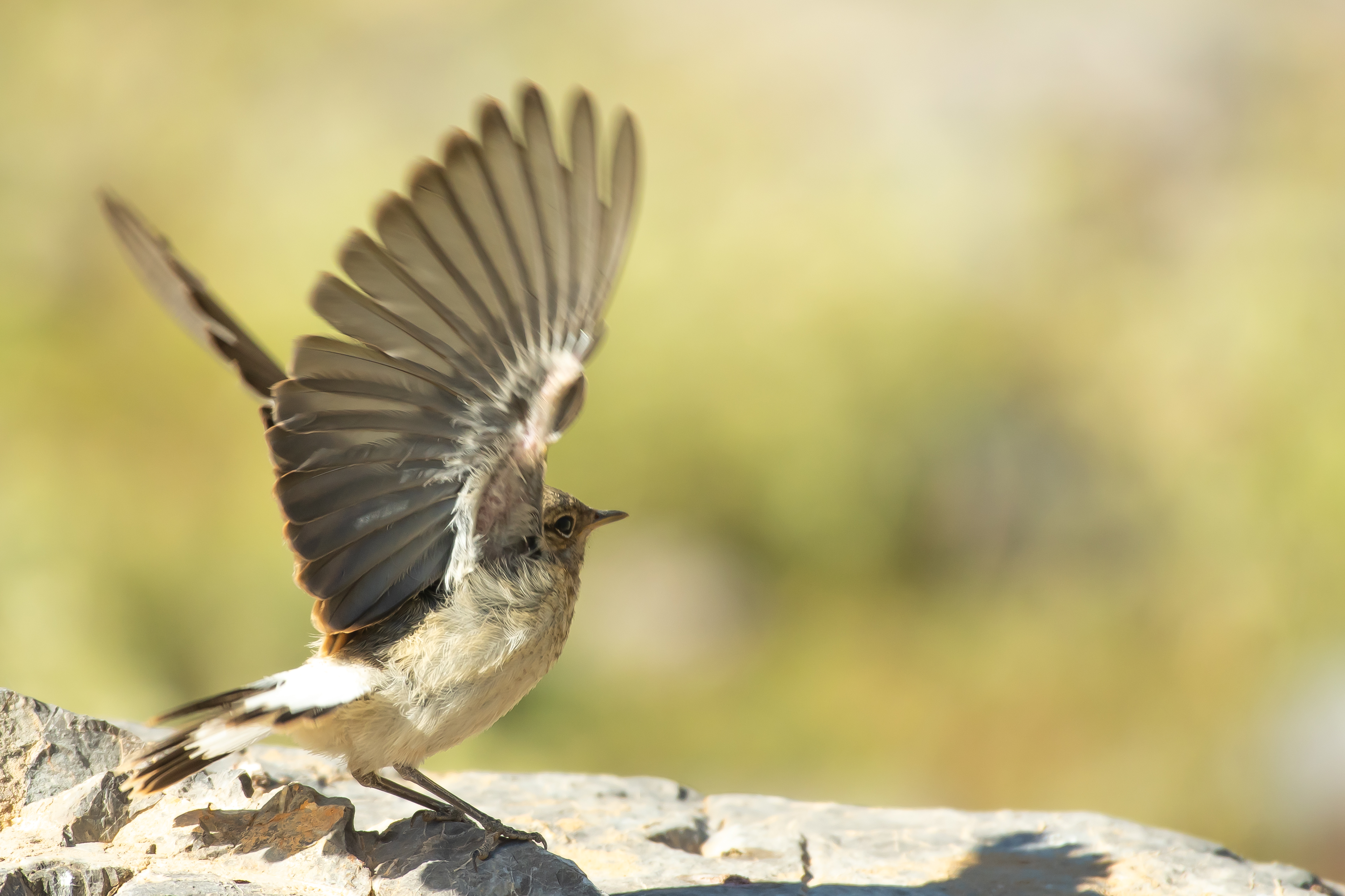 Northern Wheatear