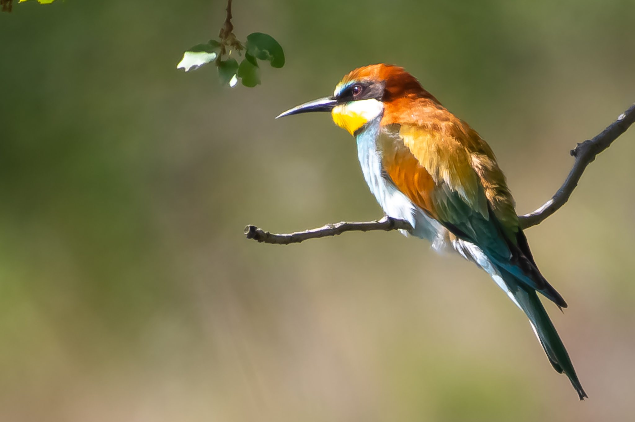 European Bee-eater