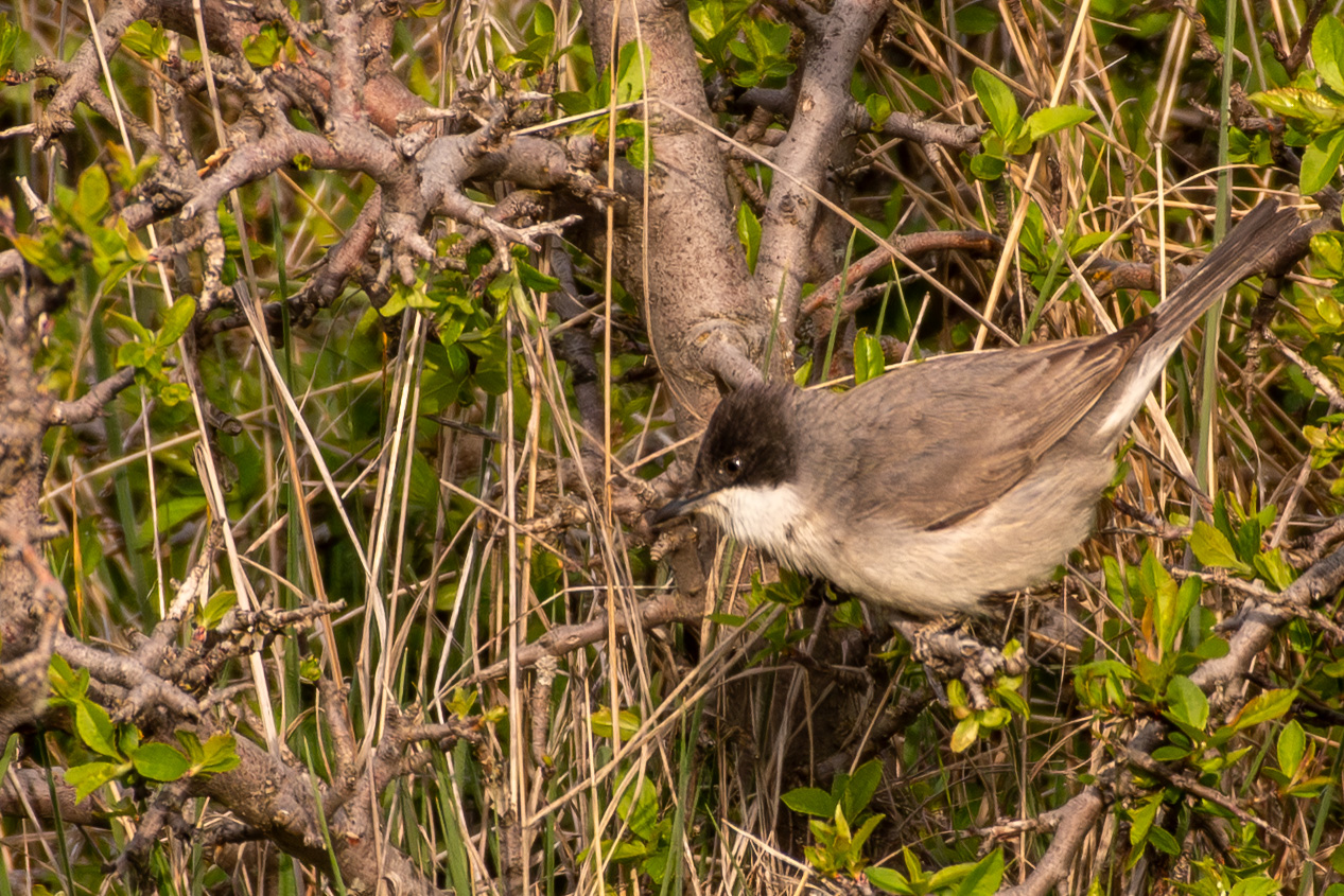 Eastern Orphean Warbler