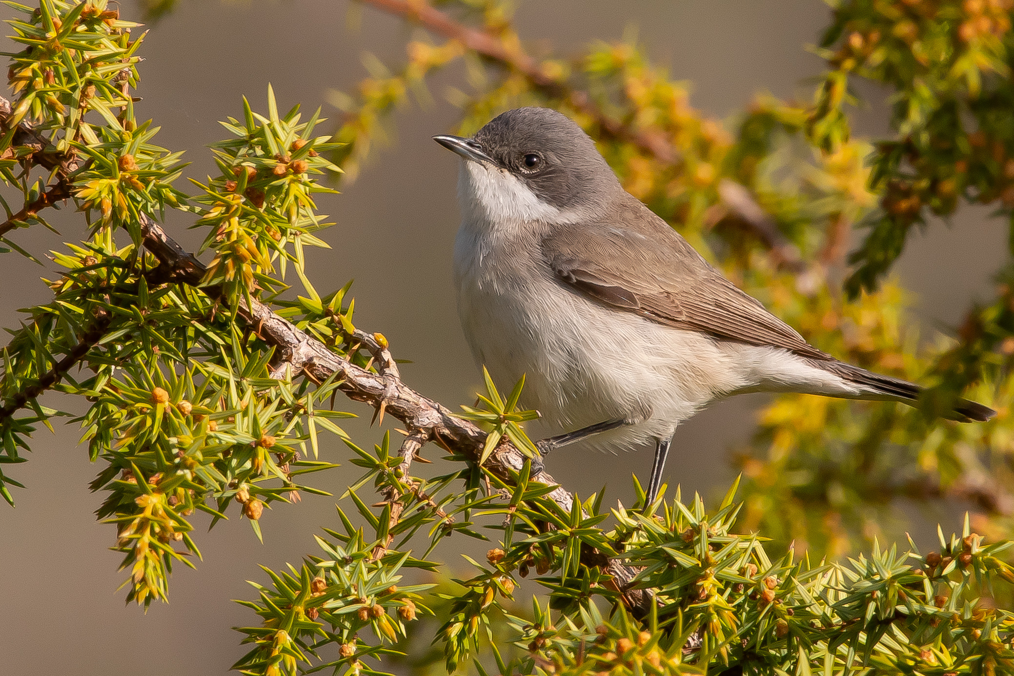 Lesser Whitethroat