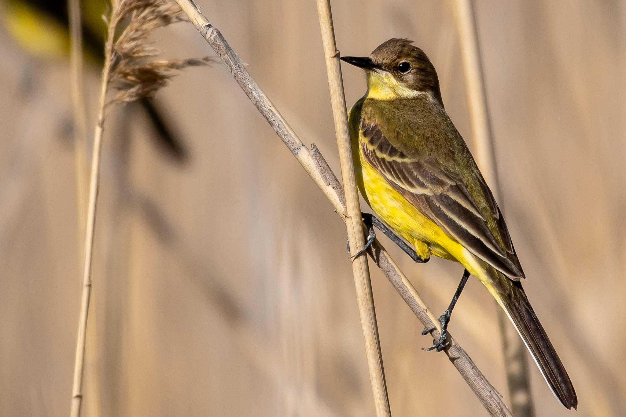 Western Yellow Wagtail