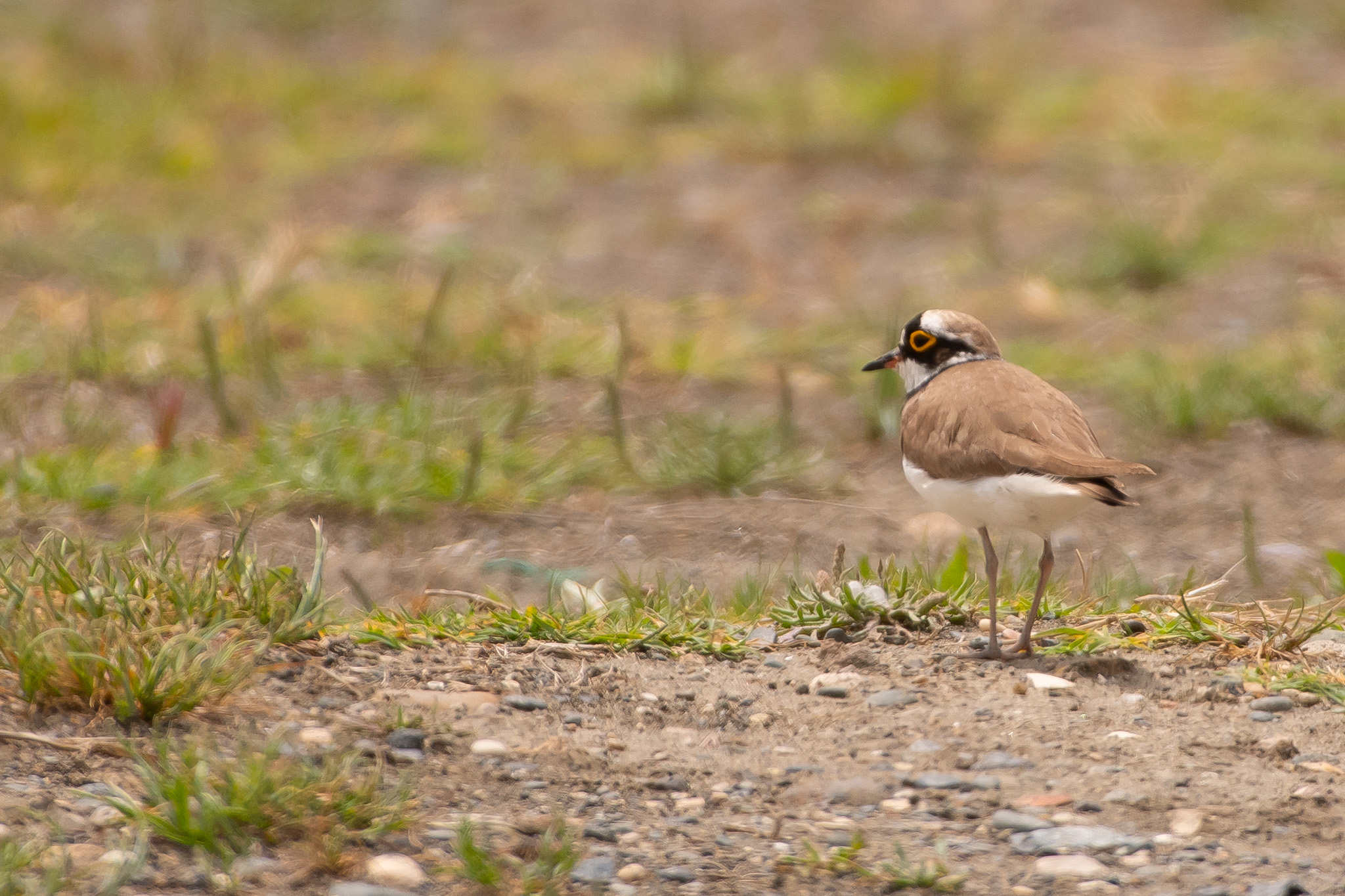 Little Ringed Plover