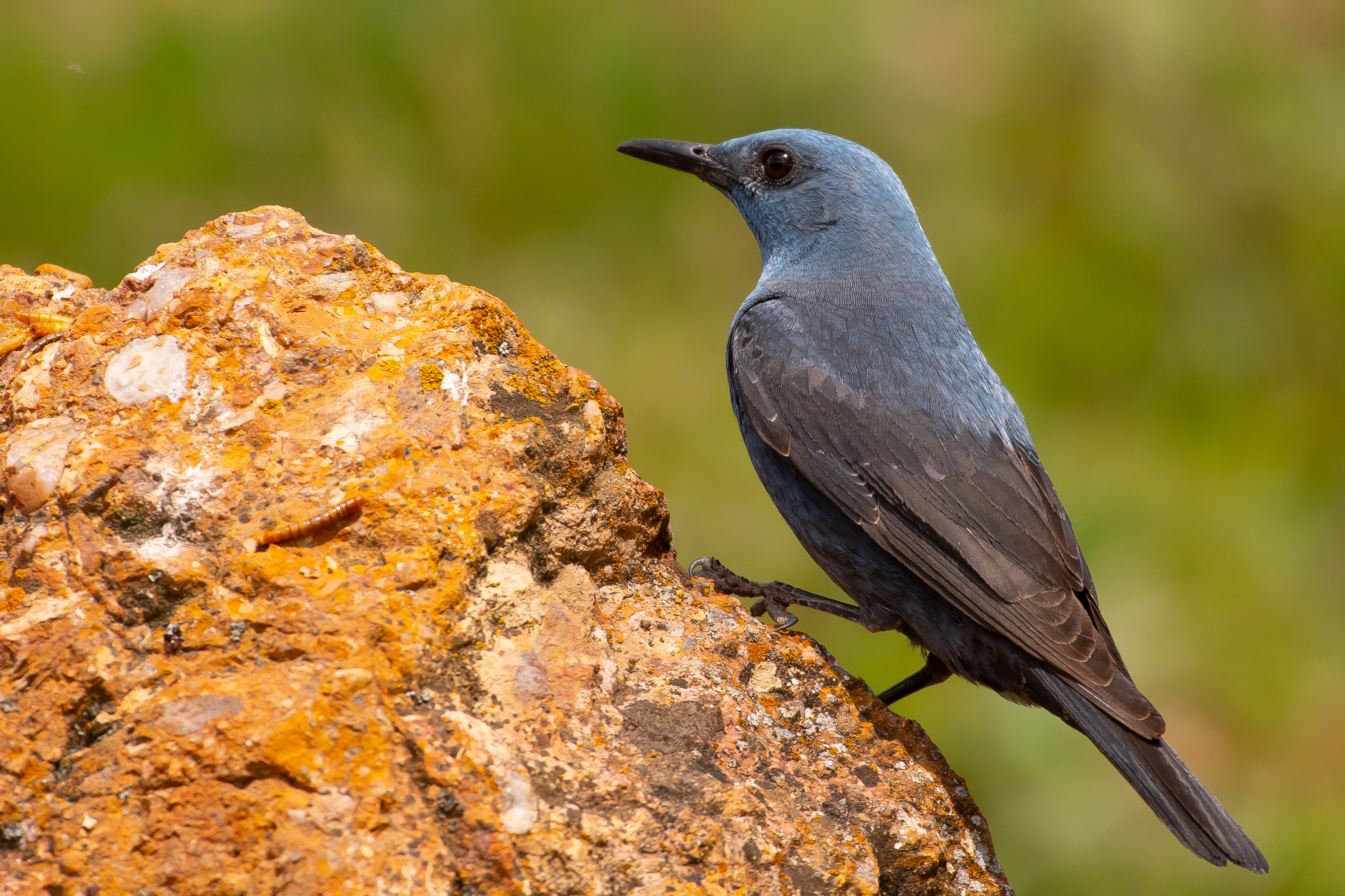 Blue Rock-Thrush