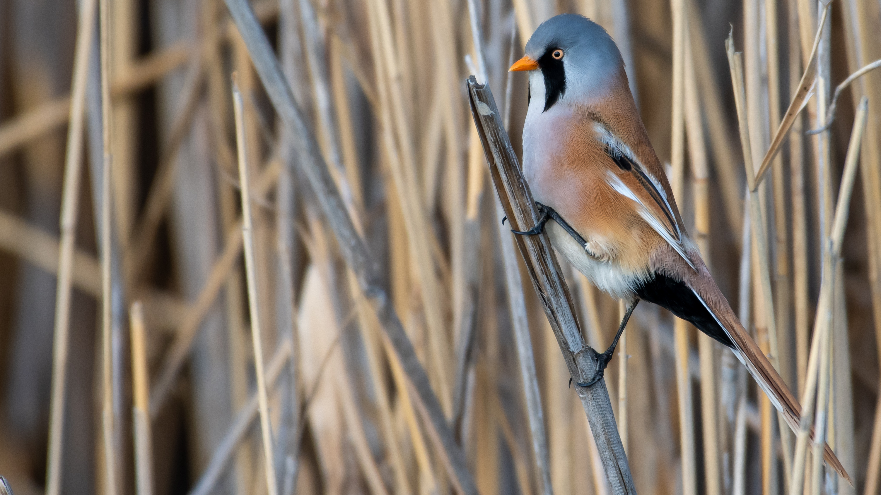 Bearded Reedling