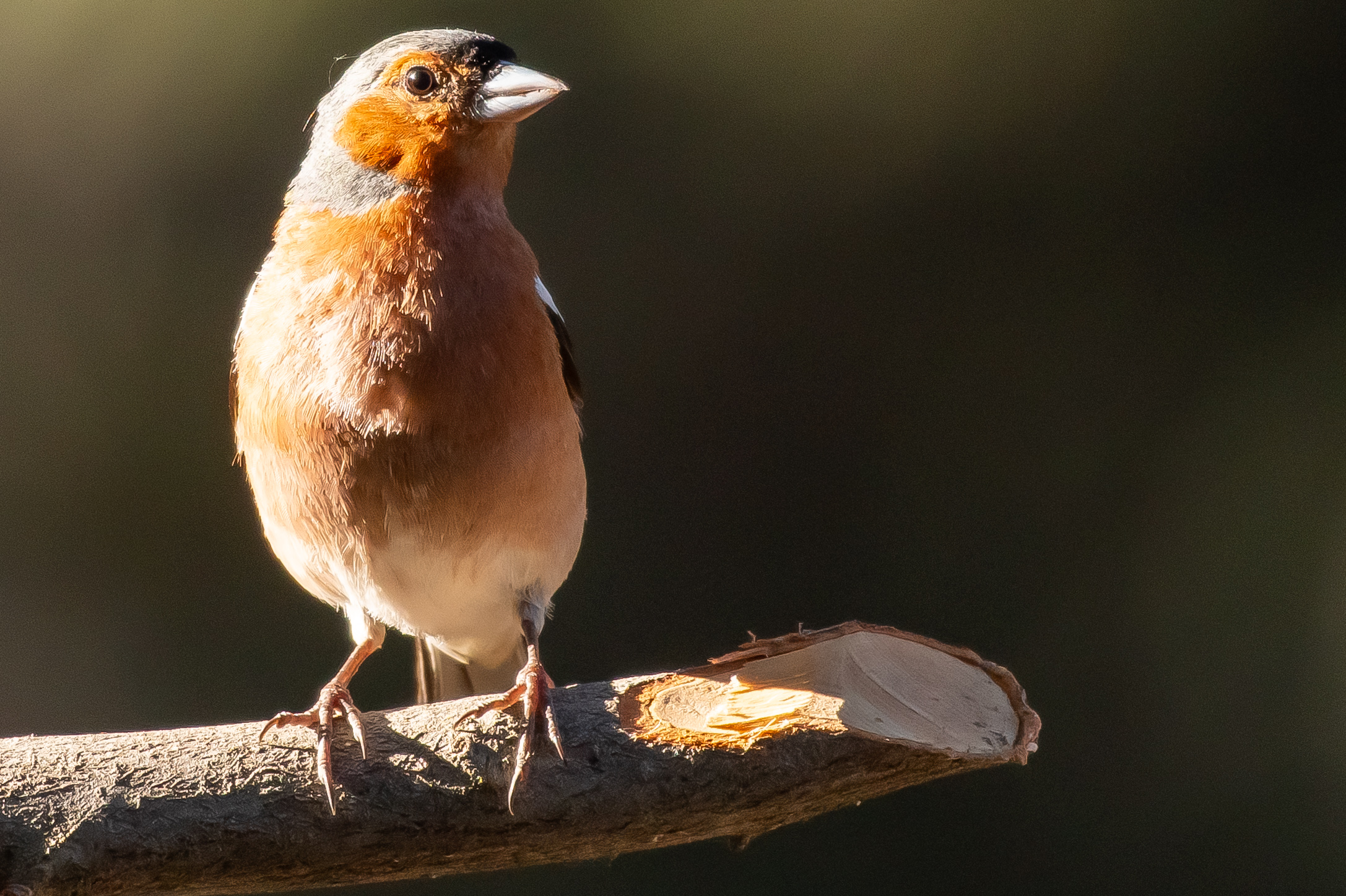 Common Chaffinch