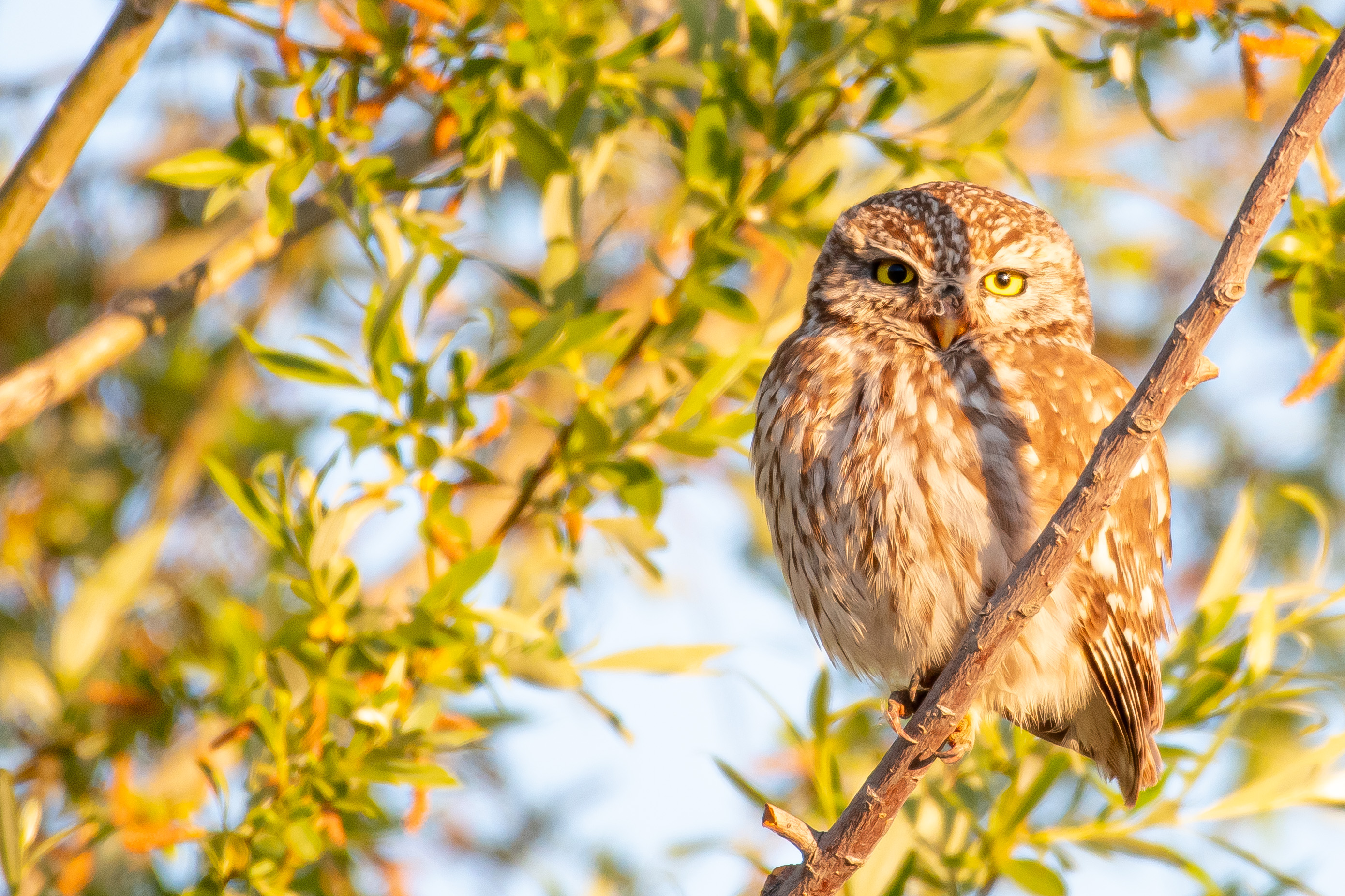Little Owl