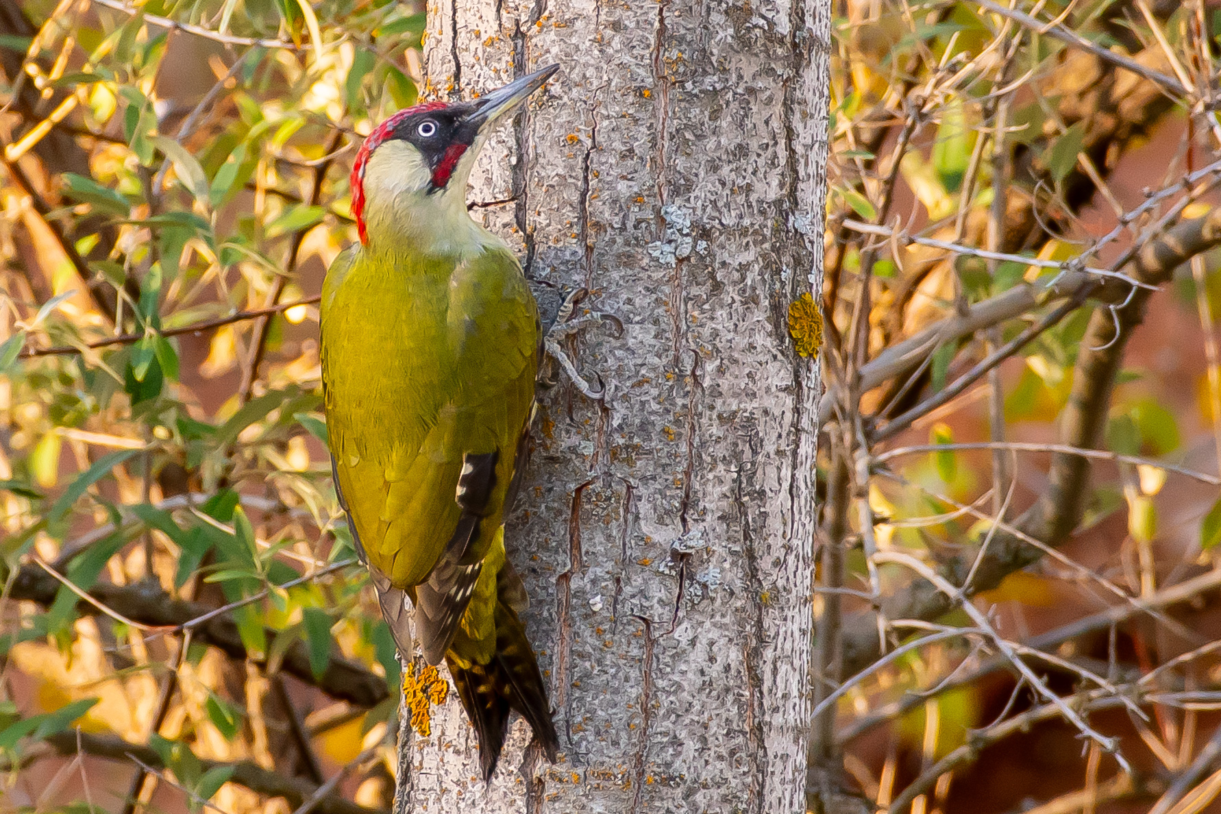 Eurasian Green Woodpecker