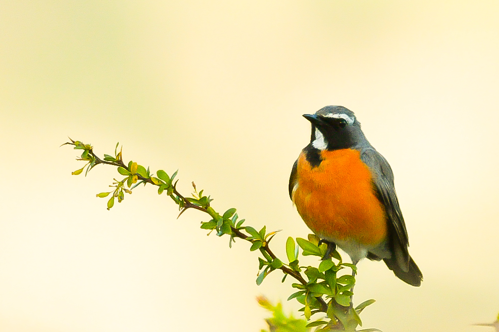 White-throated Robin
