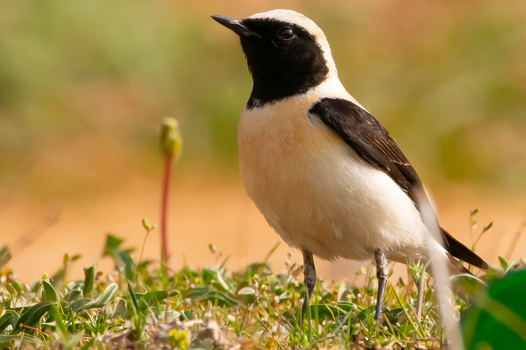 Black-eared Wheatear