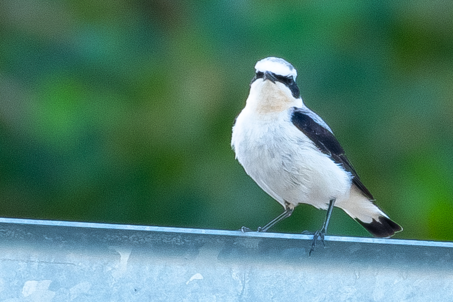 Black-eared Wheatear