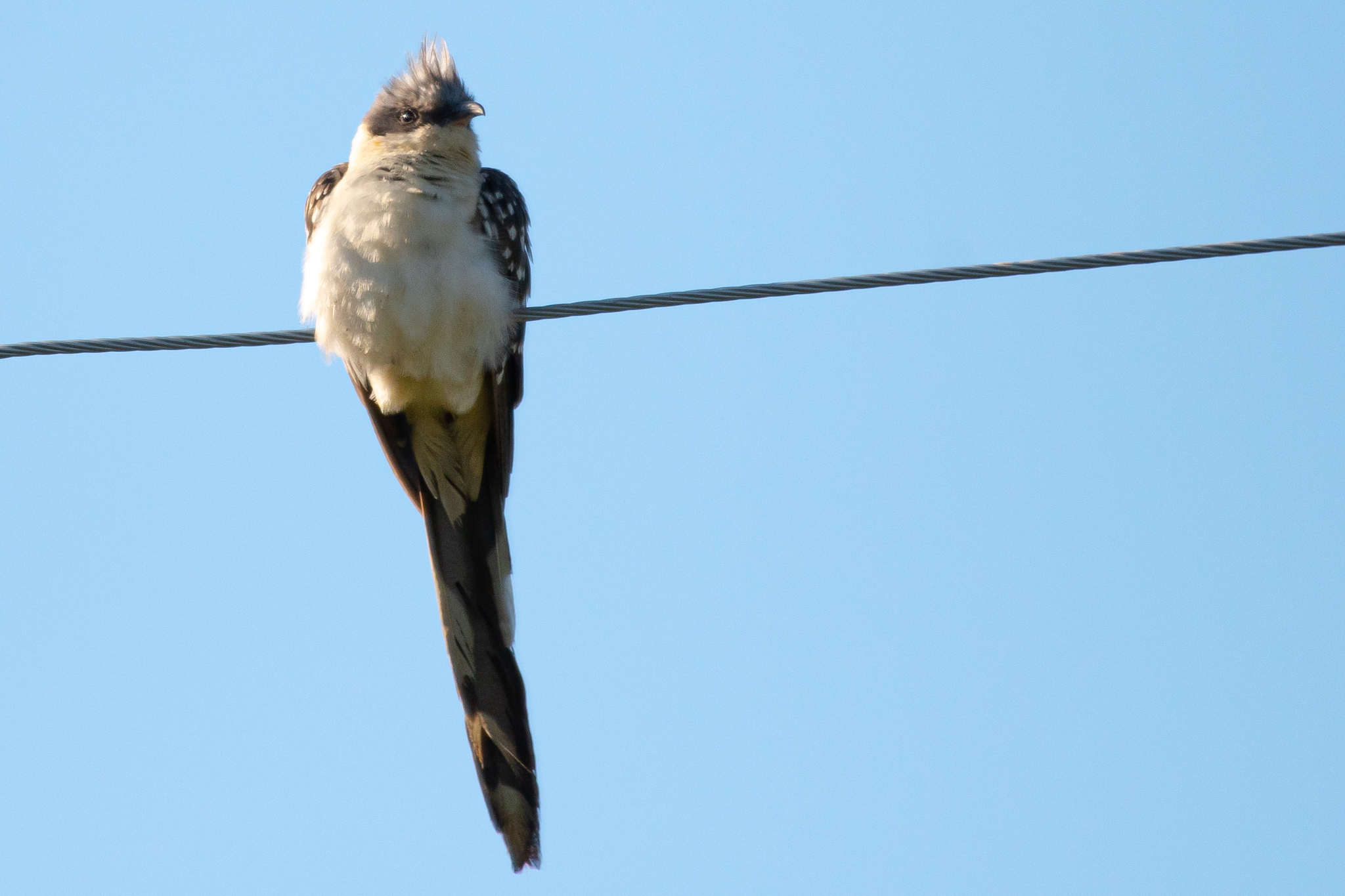 Great Spotted Cuckoo