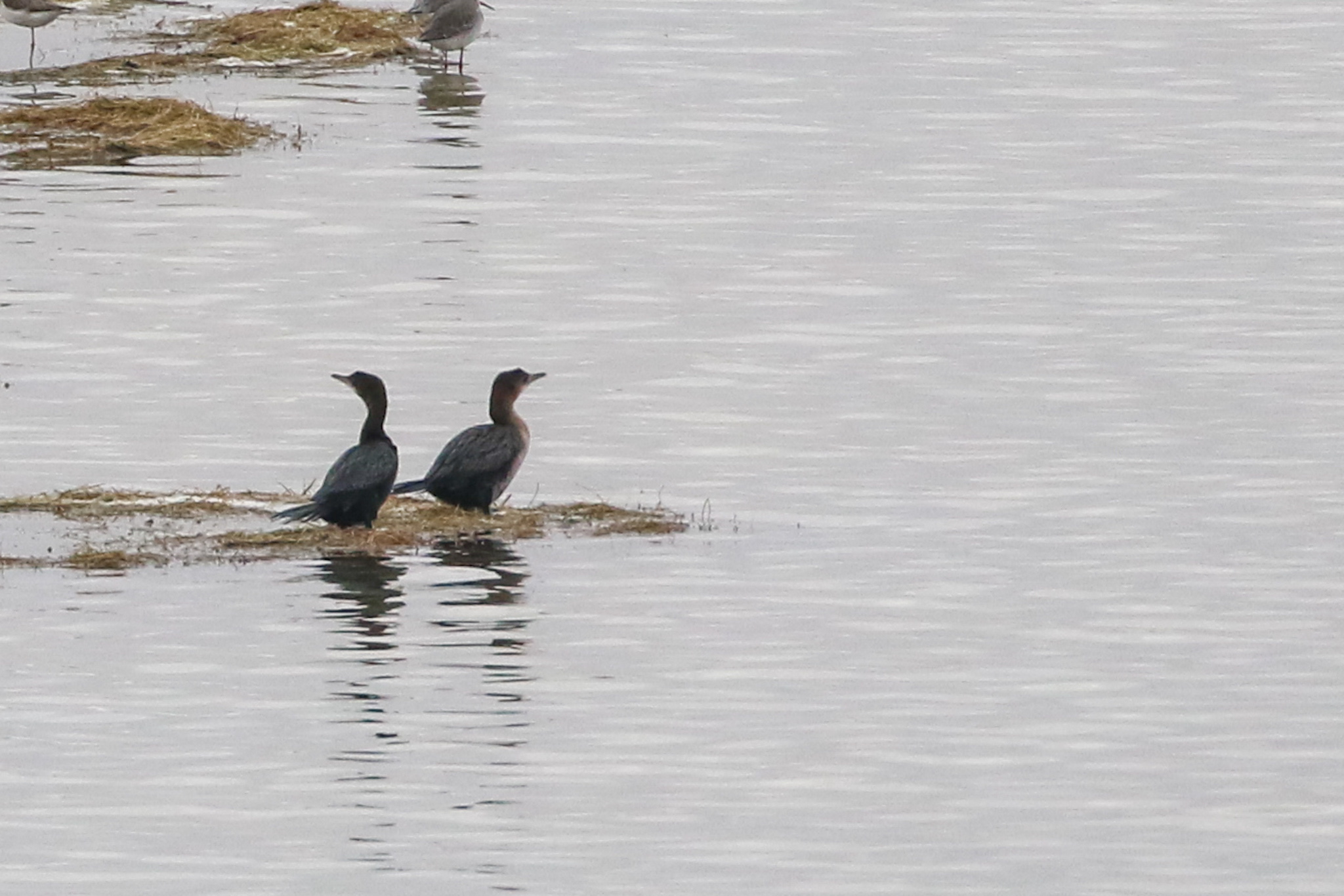Pygmy Cormorant