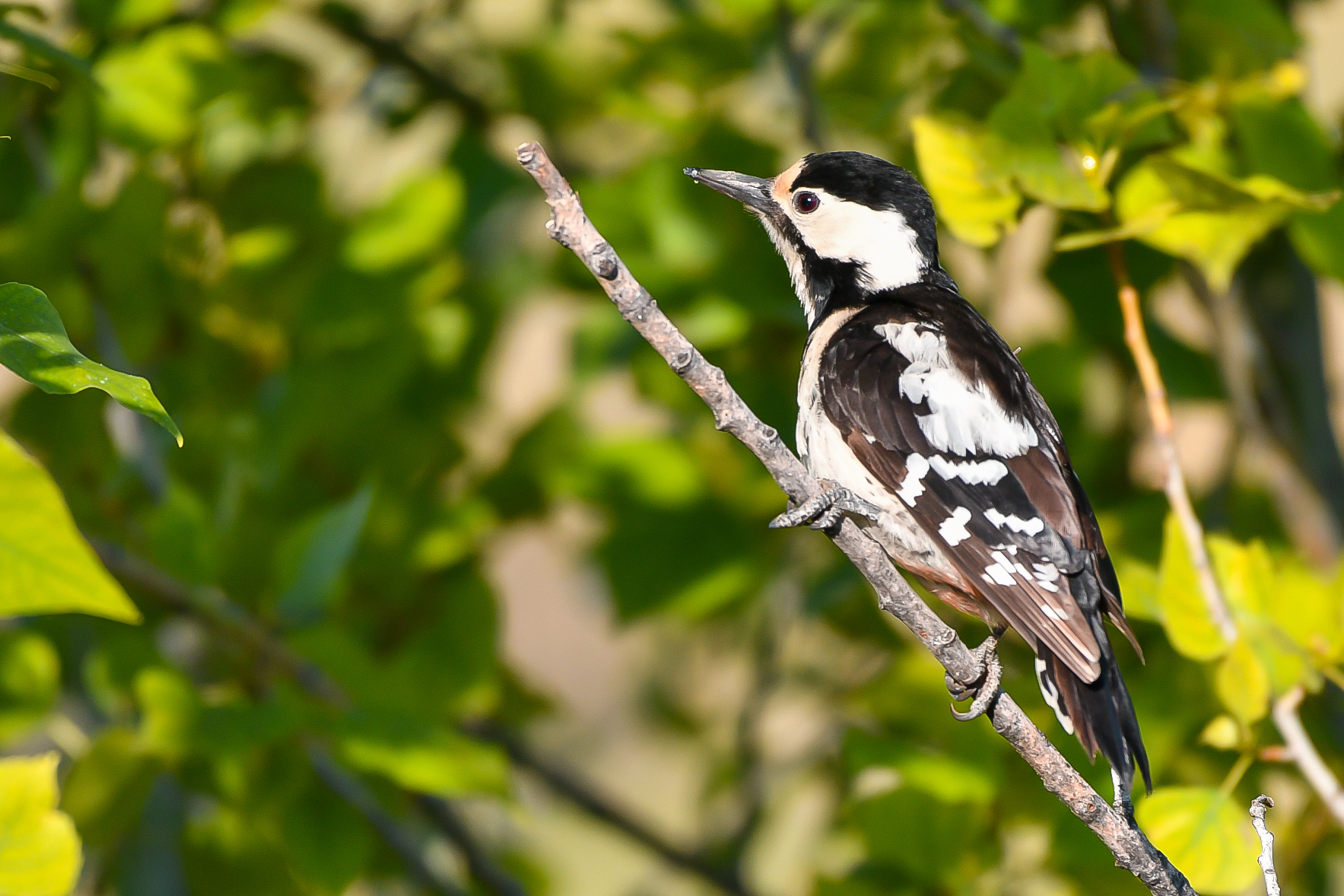 Syrian Woodpecker