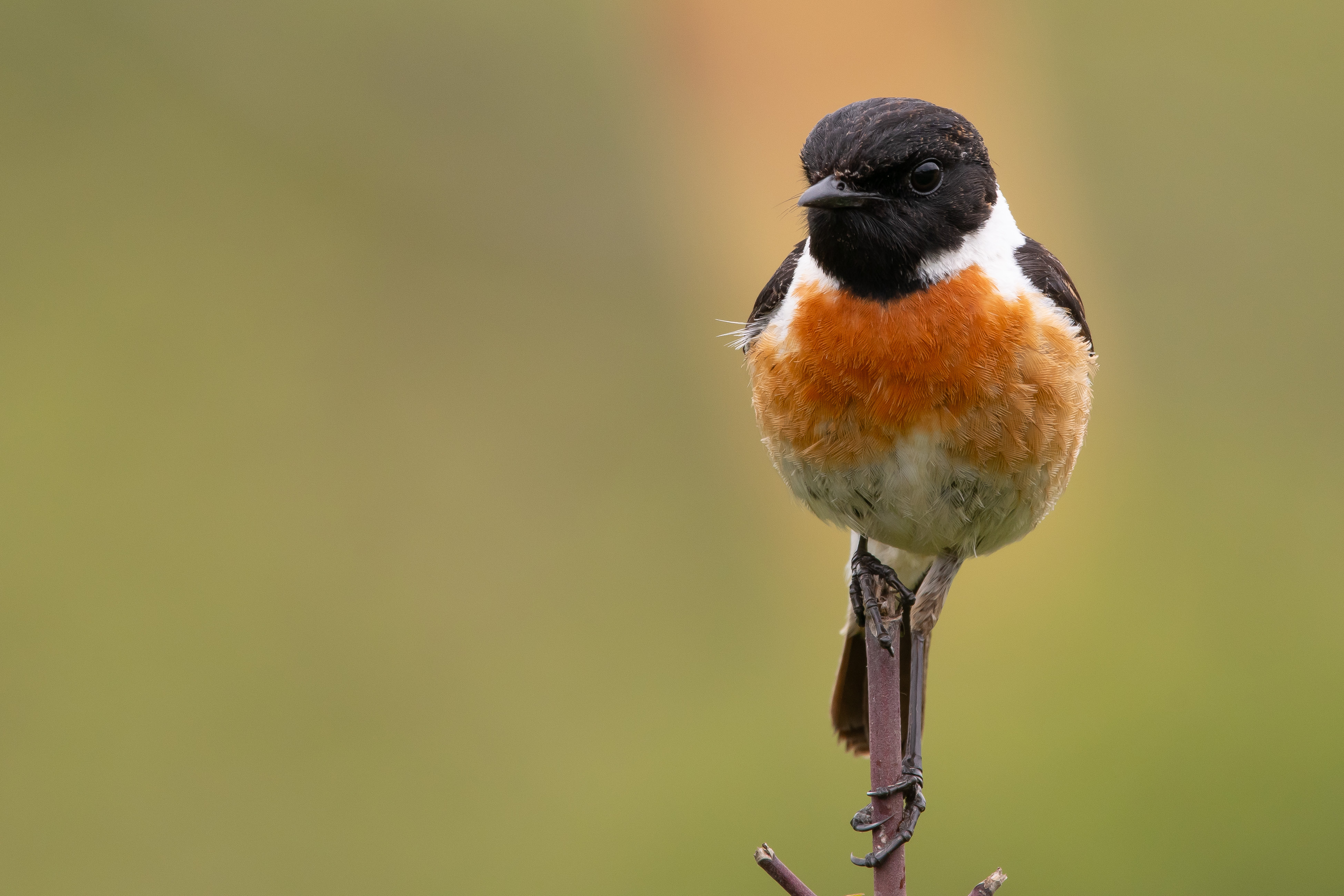 European Stonechat — Ana fotoğraf